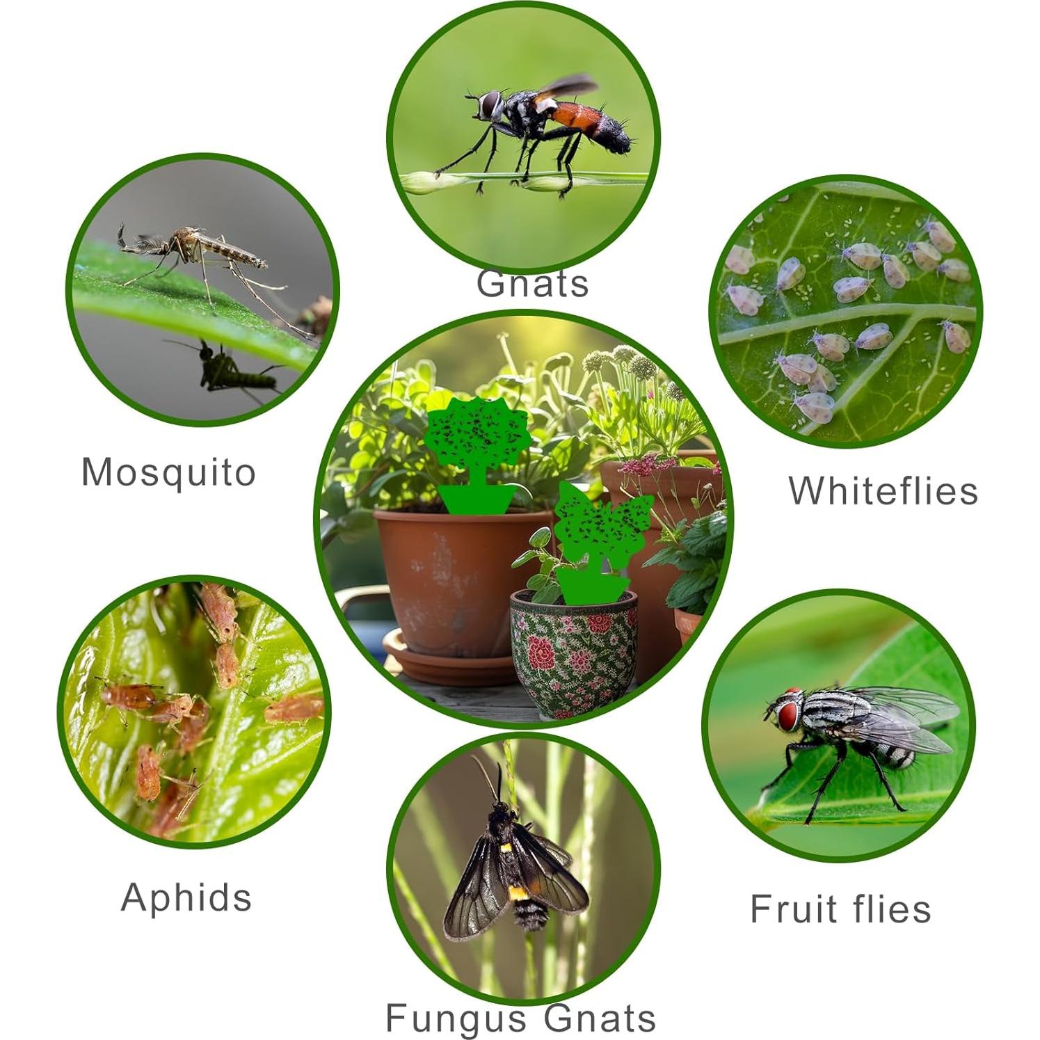 Trampas Adhesivas Verdes para Moscas de Fruta - 100 Unidades