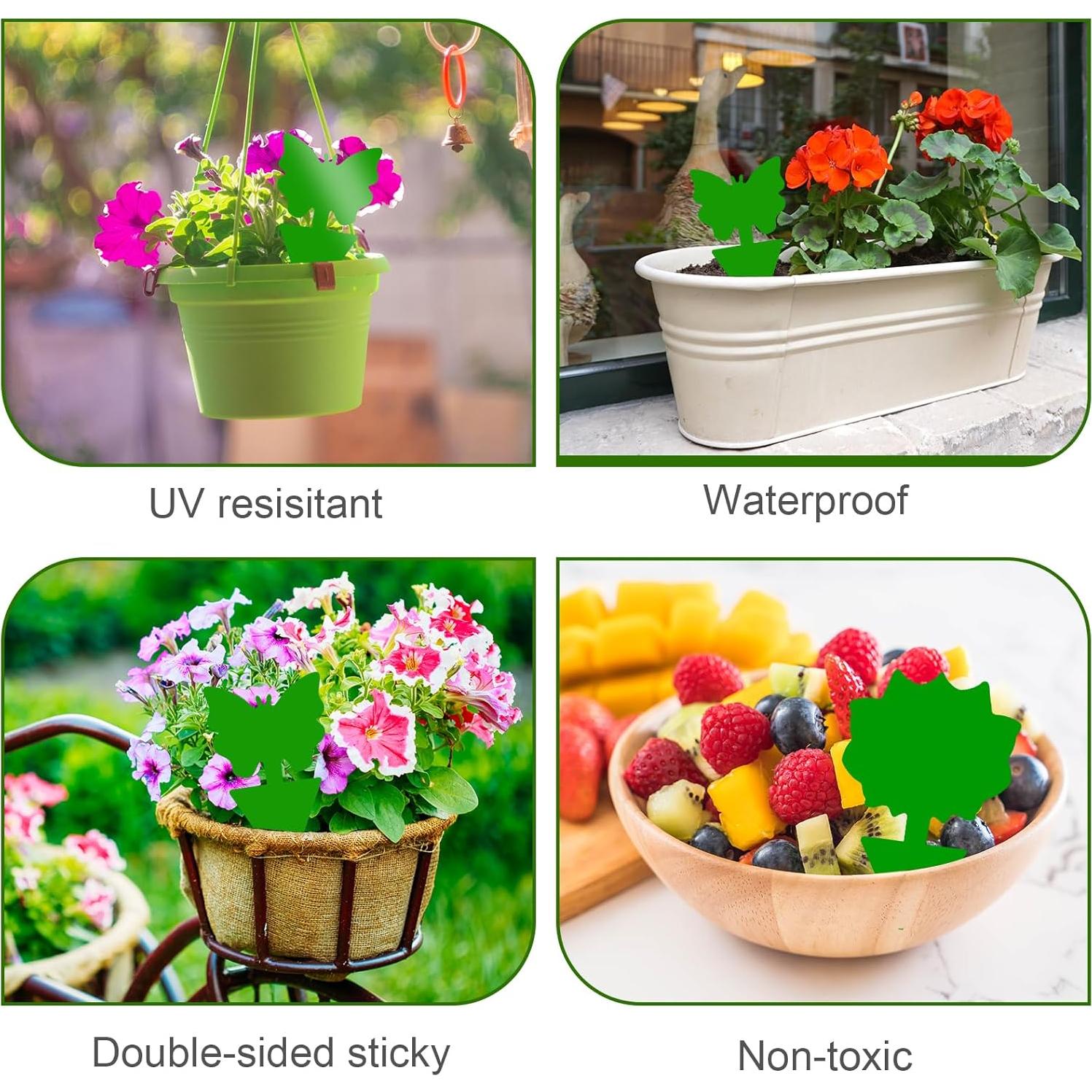 Trampas Adhesivas Verdes para Moscas de Fruta - 100 Unidades