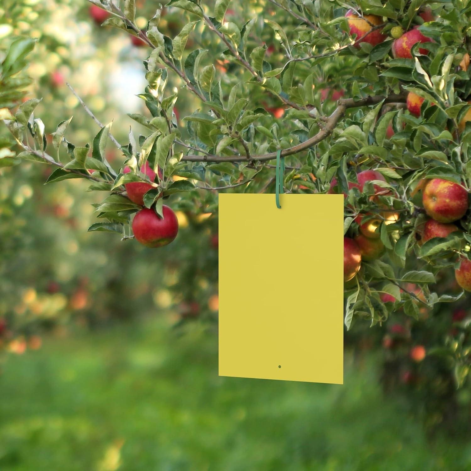 Trampa para Moscas de Fruta BLACK+DECKER 20 Piezas Ecológicas