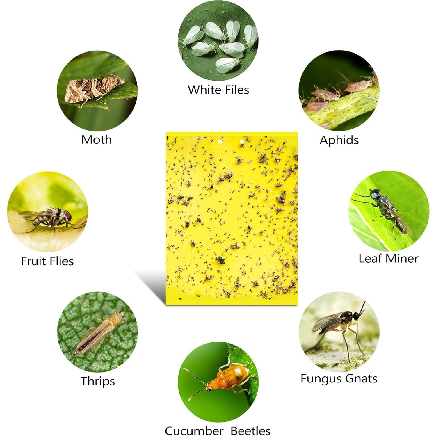 Trampas Adhesivas Amarillas Doble Cara Garutom - 30 Unidades 15x20 cm