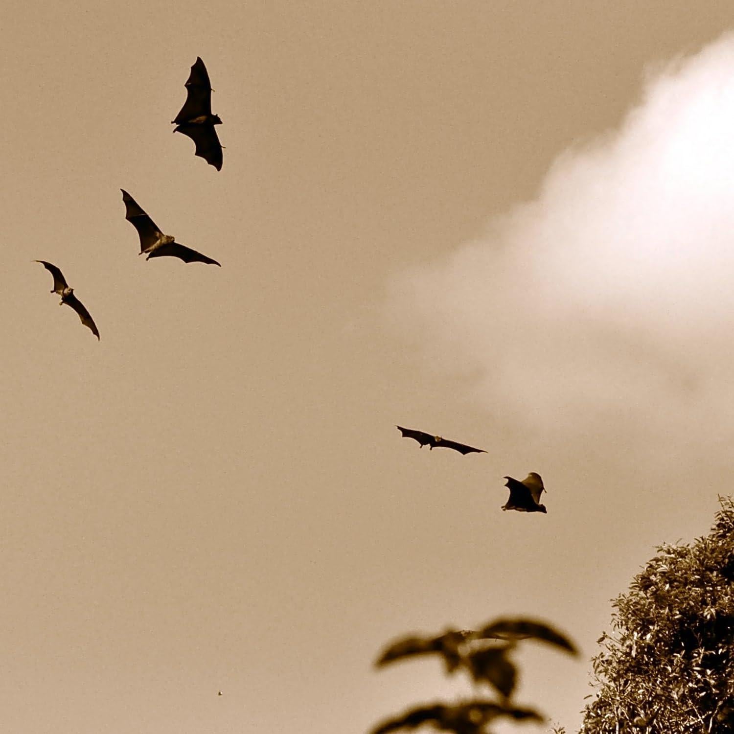 Kit Casa para Murciélagos de Madera Keim - DIY Refugio