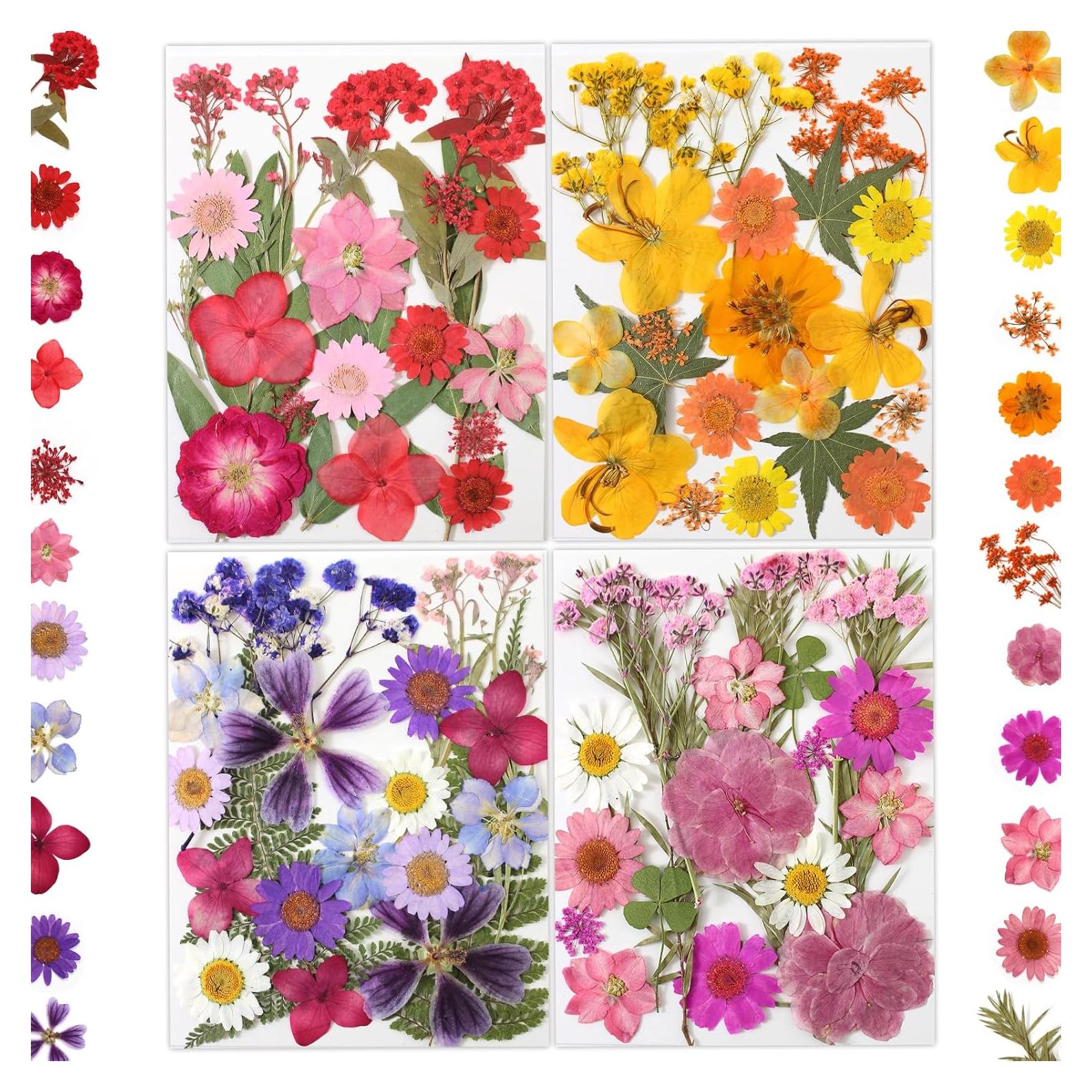 80 Flores Secas Presionadas LUXEEASE para Manualidades DIY