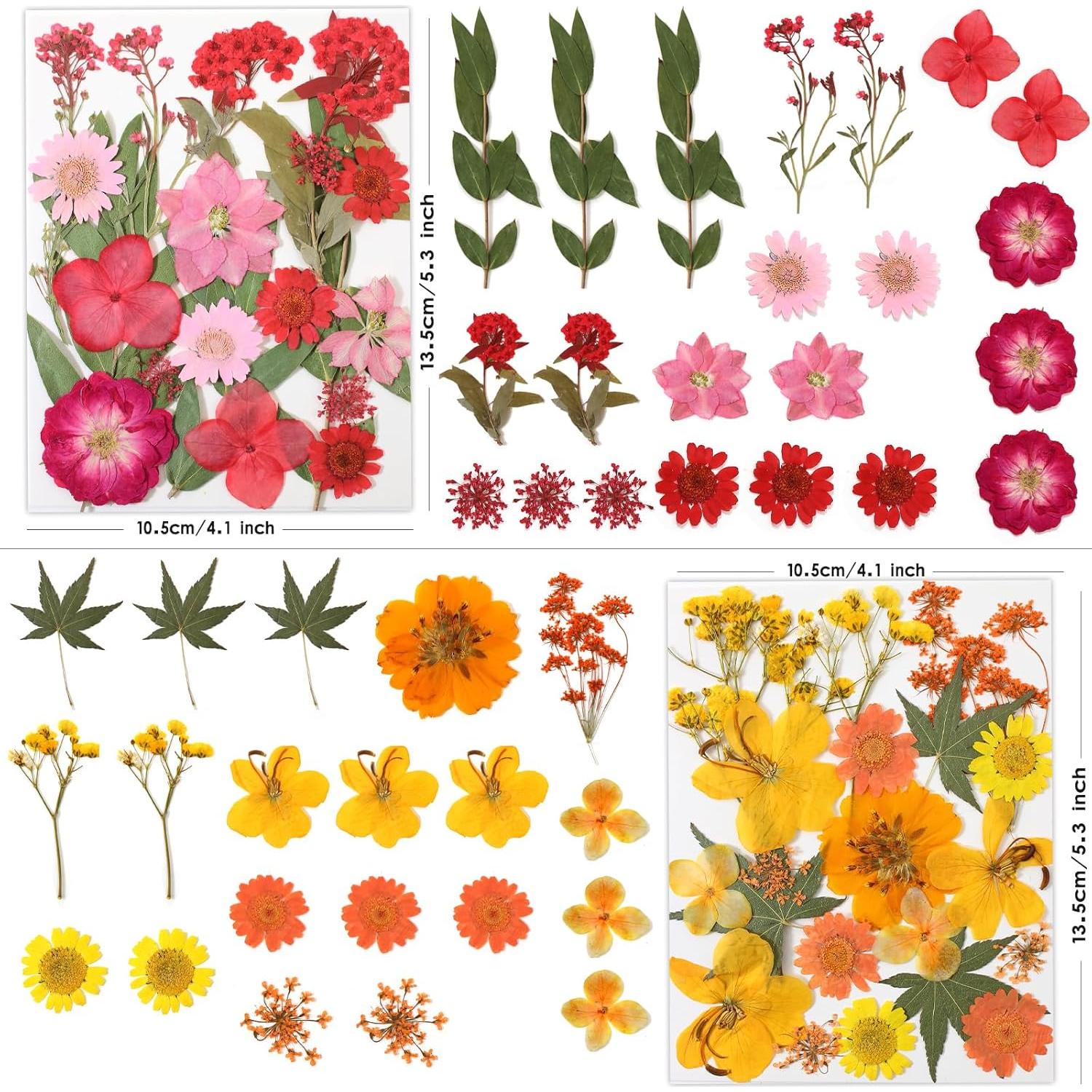 80 Flores Secas Presionadas LUXEEASE para Manualidades DIY