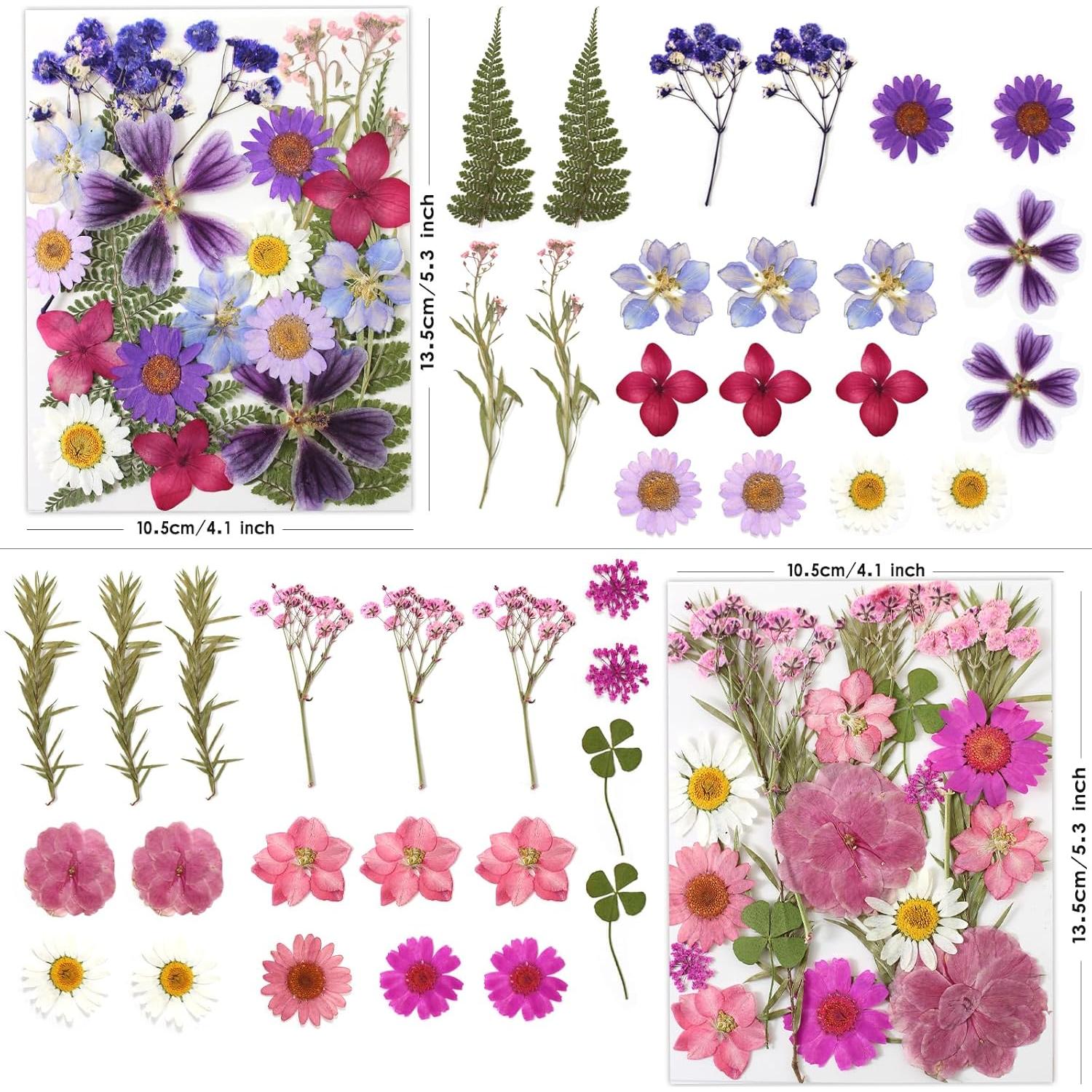 80 Flores Secas Presionadas LUXEEASE para Manualidades DIY