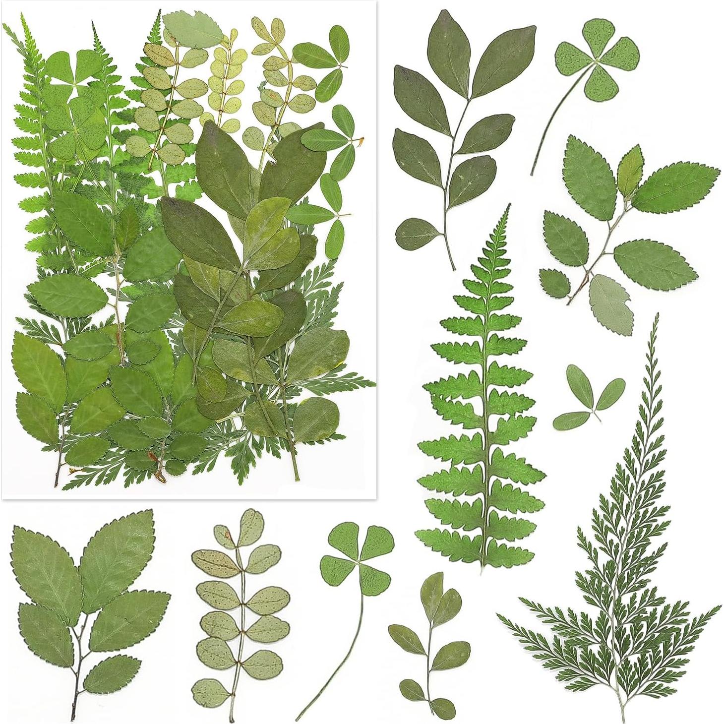 170 Piezas Flores Secas Prensadas Vignee para Manualidades