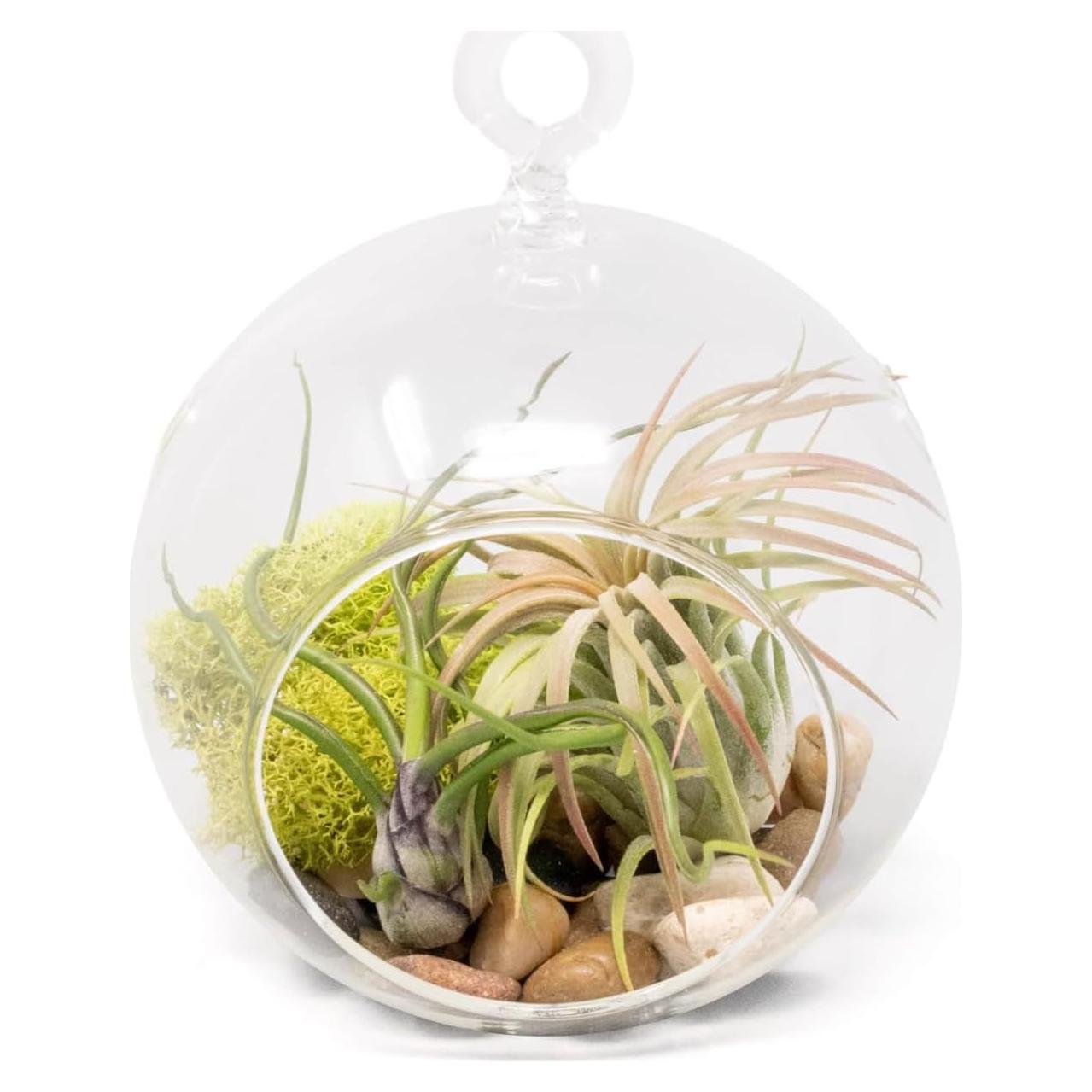 Kit Terrario de Vidrio con Plantas de Aire Tillandsia y Musgo