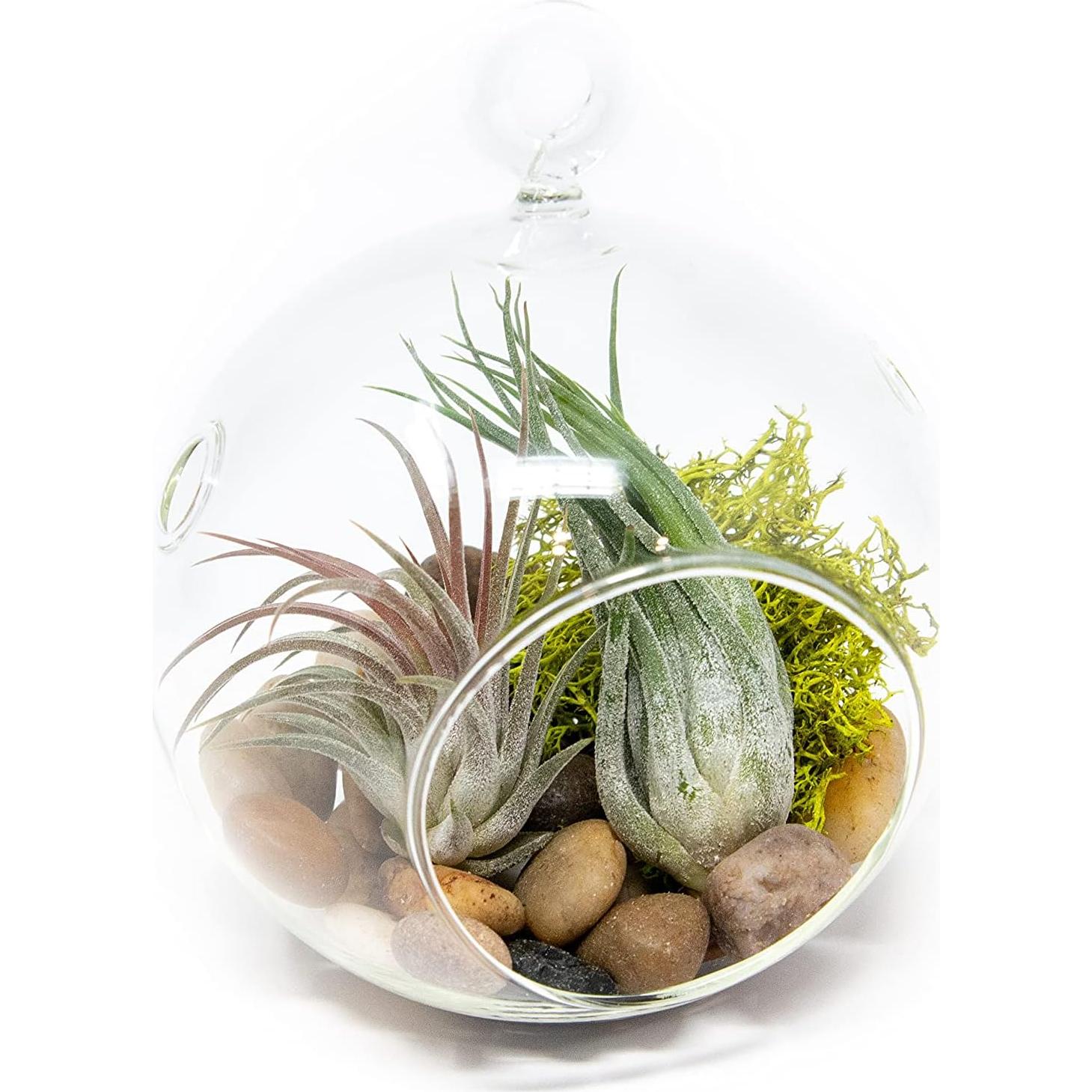 Kit Terrario de Vidrio con Plantas de Aire Tillandsia y Musgo