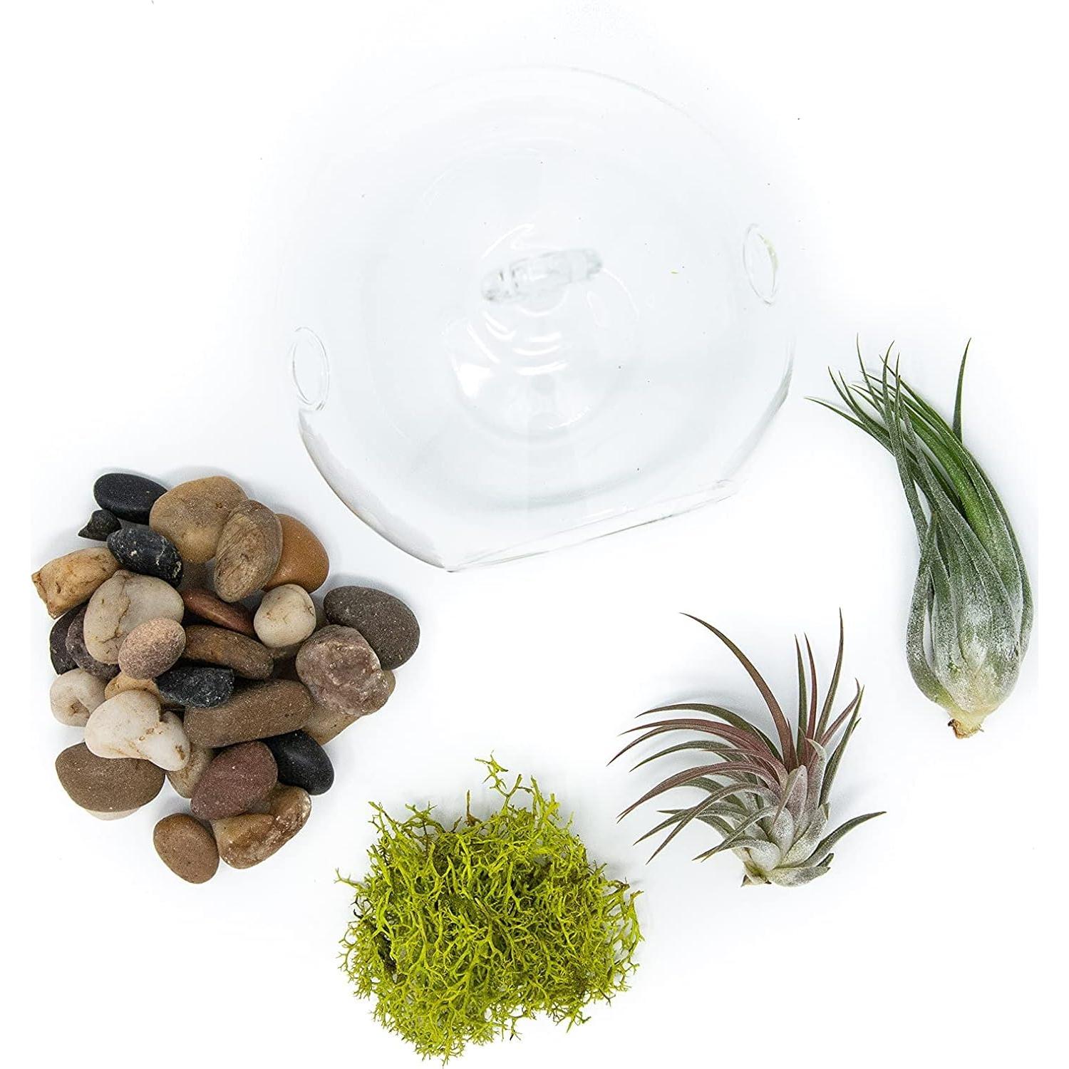 Kit Terrario de Vidrio con Plantas de Aire Tillandsia y Musgo