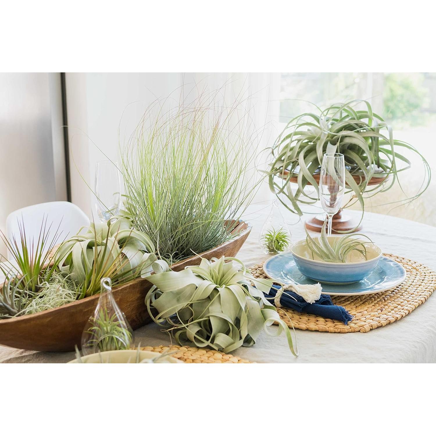 Kit Terrario de Vidrio con Plantas de Aire Tillandsia y Musgo
