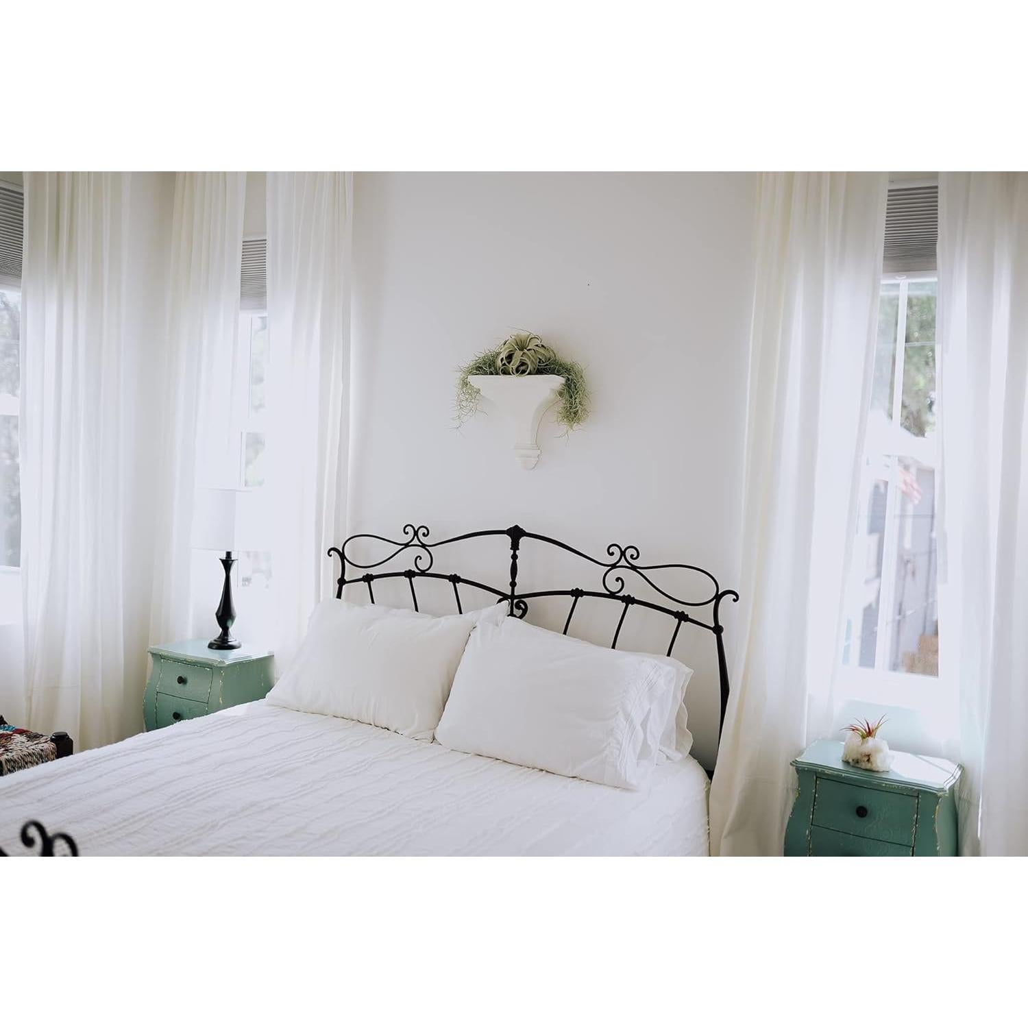 Kit Terrario de Vidrio con Plantas de Aire Tillandsia y Musgo