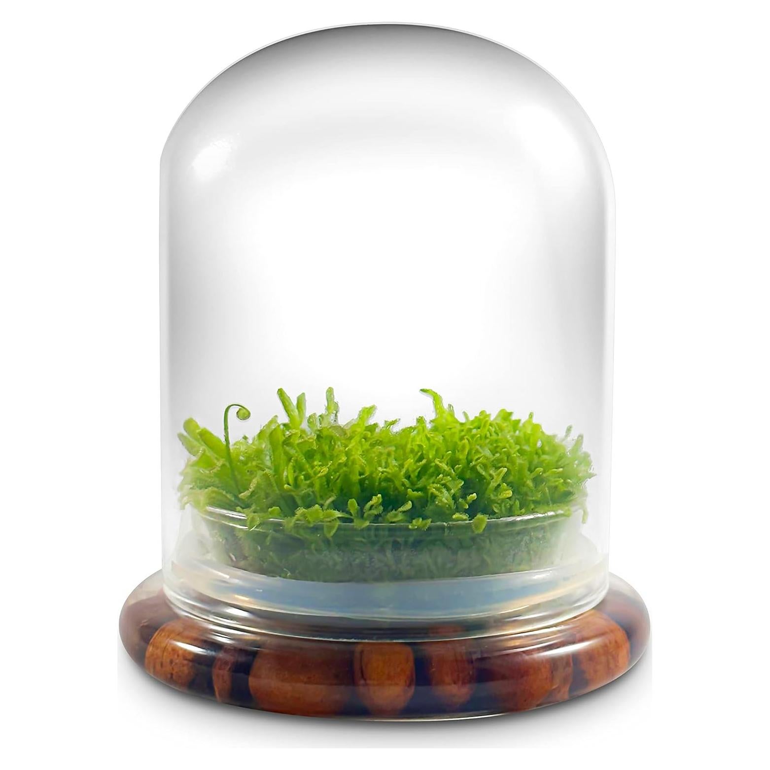 Terrario de Plantas Carnívoras Bloomify - Sundew Viva 12.7 cm