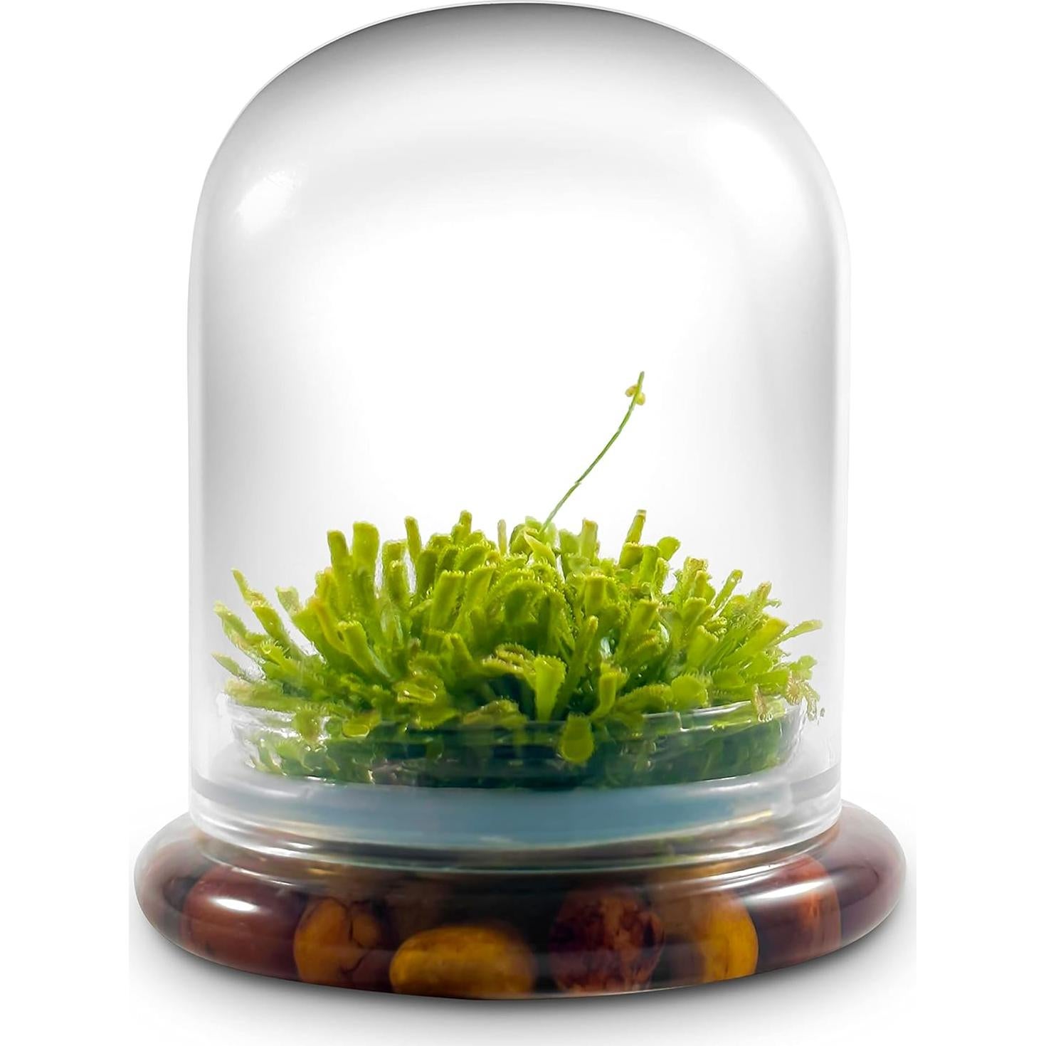 Terrario de Plantas Carnívoras Bloomify - Sundew Viva 12.7 cm