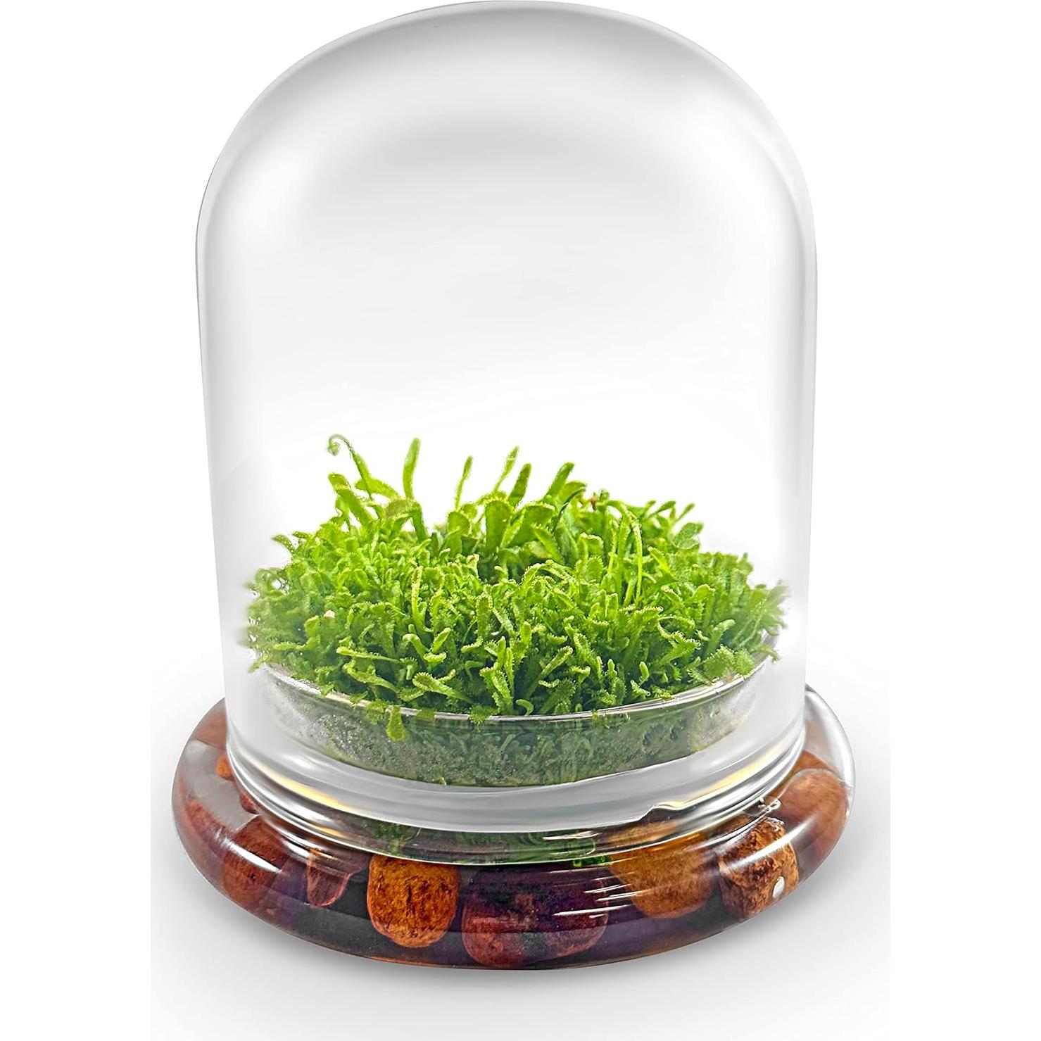 Terrario de Plantas Carnívoras Bloomify - Sundew Viva 12.7 cm