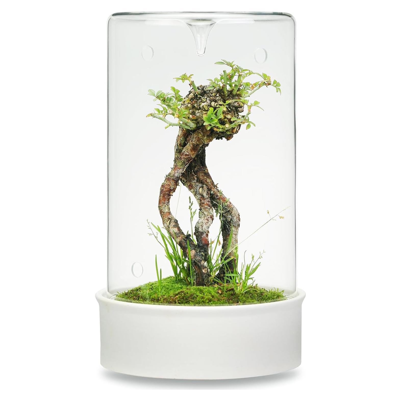 Terrario de Cerámica con Vidrio para Suculentas 24.4 cm