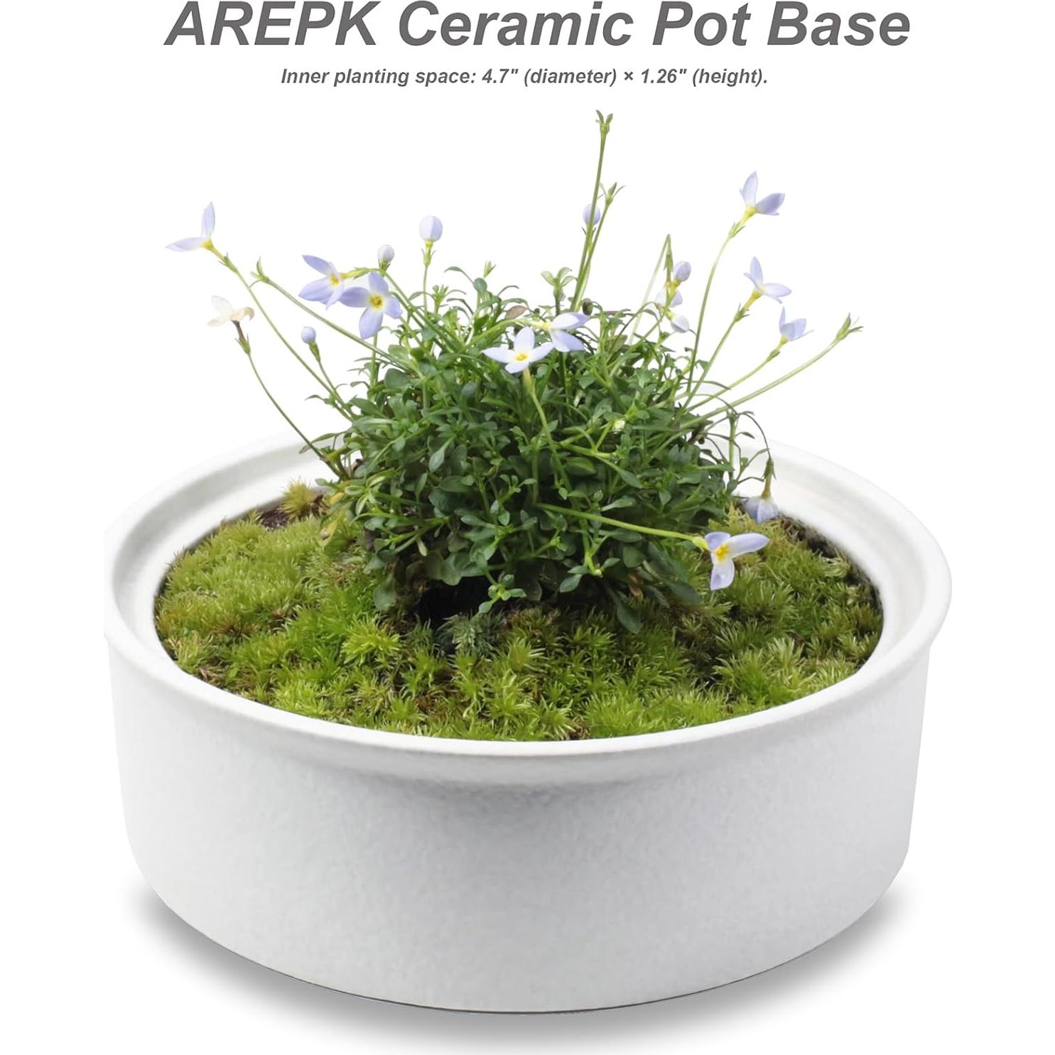 Terrario de Cerámica con Vidrio para Suculentas 24.4 cm