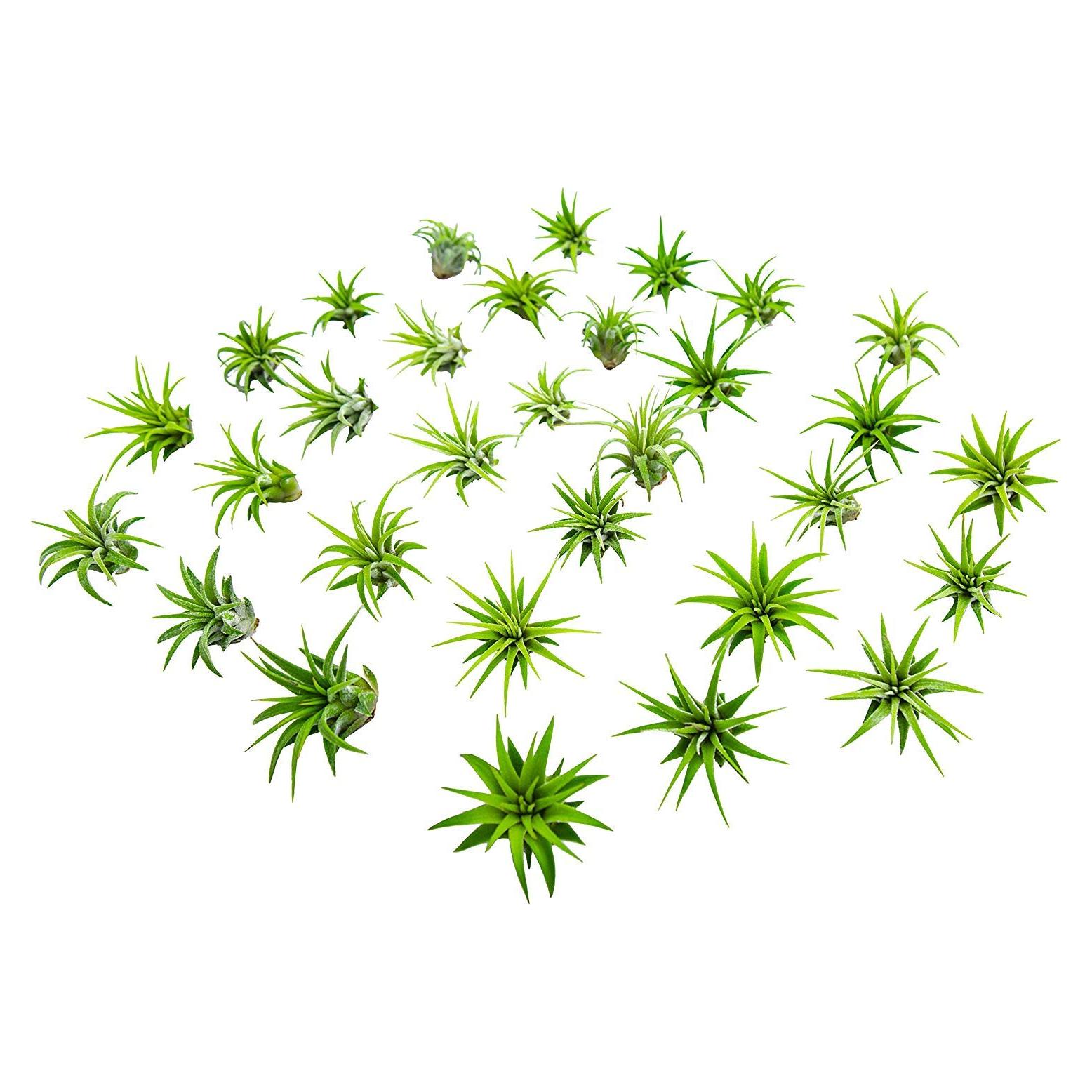 Plantas de Aire Tillandsia 75PK para Jardín de Hadas - Plants for Pets