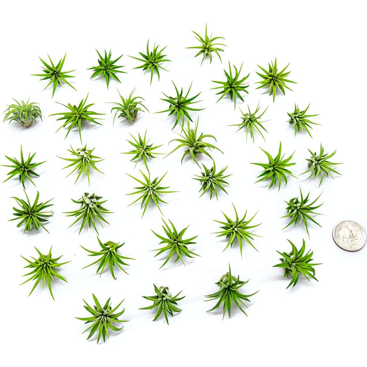 Plantas de Aire Tillandsia 75PK para Jardín de Hadas - Plants for Pets