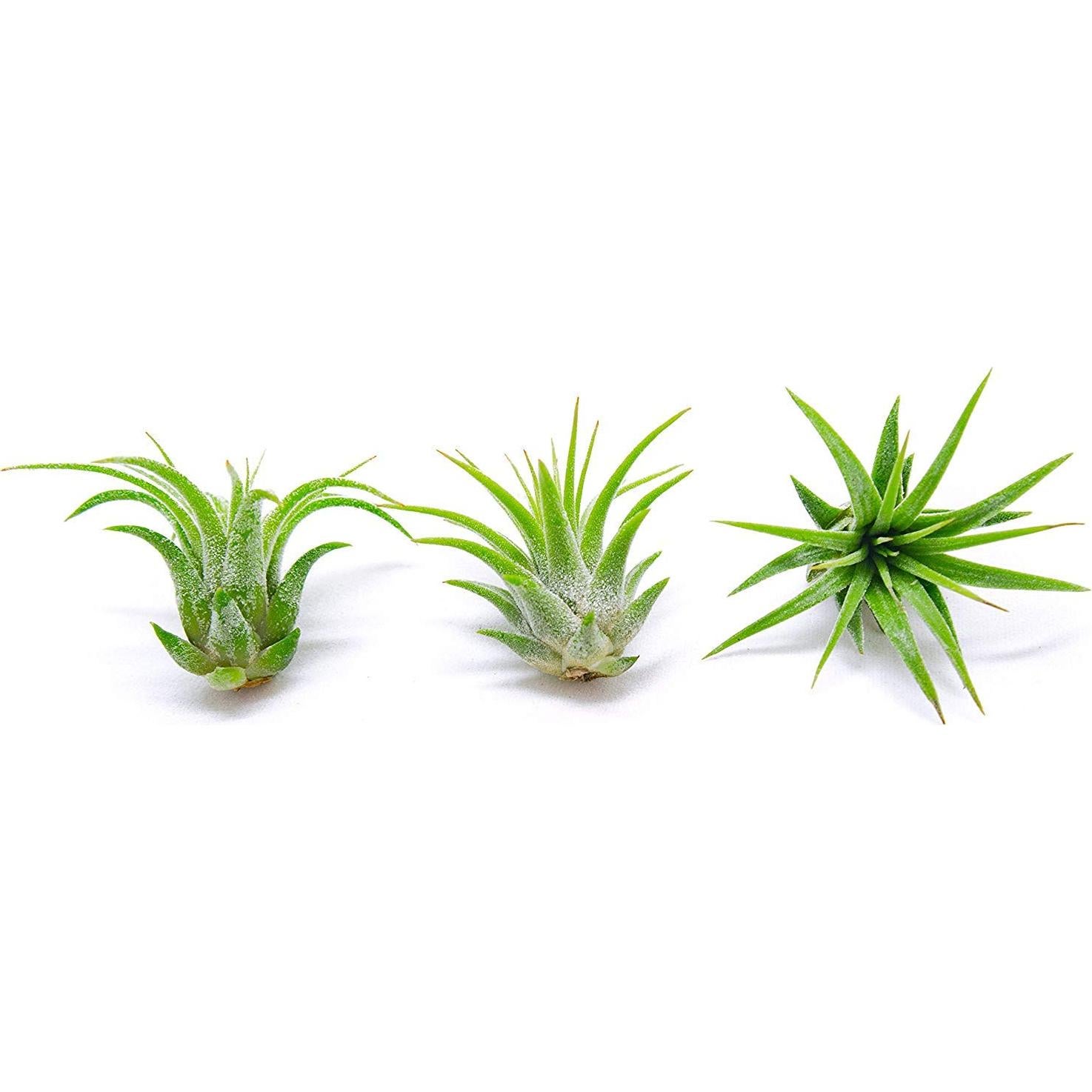 Plantas de Aire Tillandsia 75PK para Jardín de Hadas - Plants for Pets