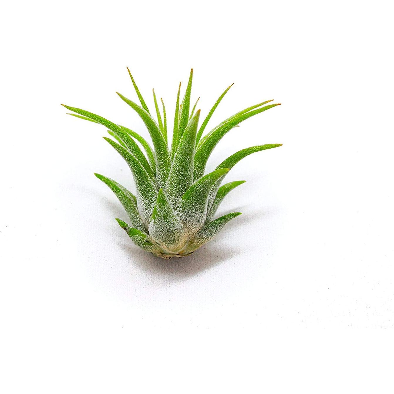 Plantas de Aire Tillandsia 75PK para Jardín de Hadas - Plants for Pets
