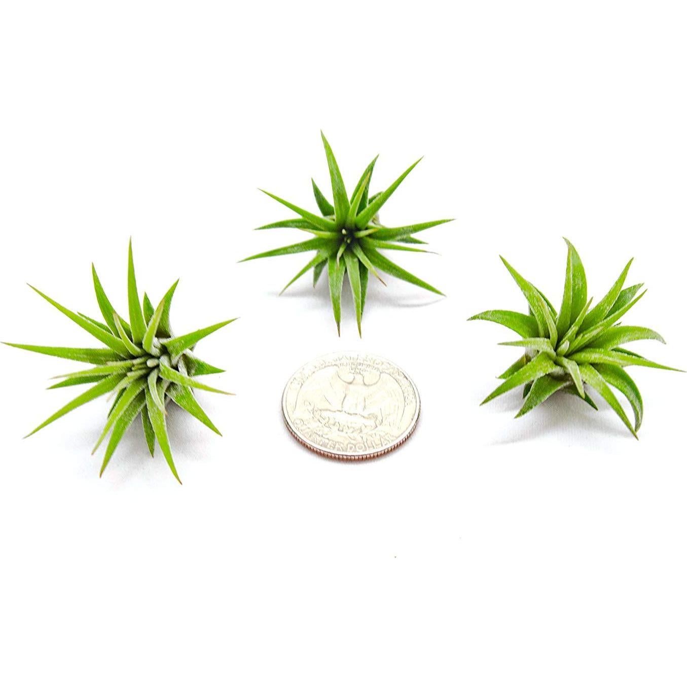 Plantas de Aire Tillandsia 75PK para Jardín de Hadas - Plants for Pets