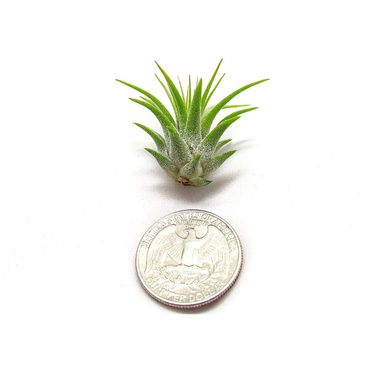Plantas de Aire Tillandsia 75PK para Jardín de Hadas - Plants for Pets