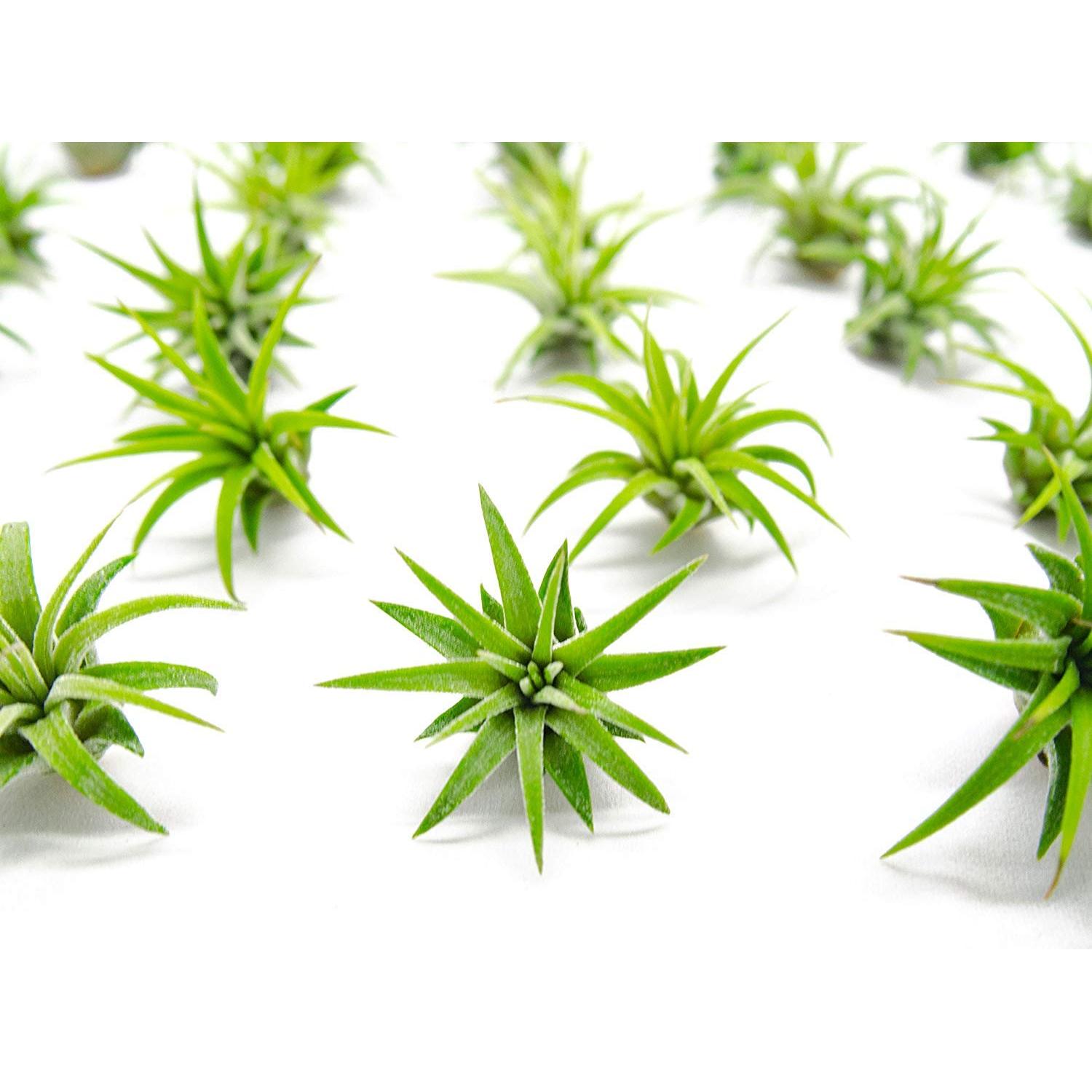 Plantas de Aire Tillandsia 75PK para Jardín de Hadas - Plants for Pets