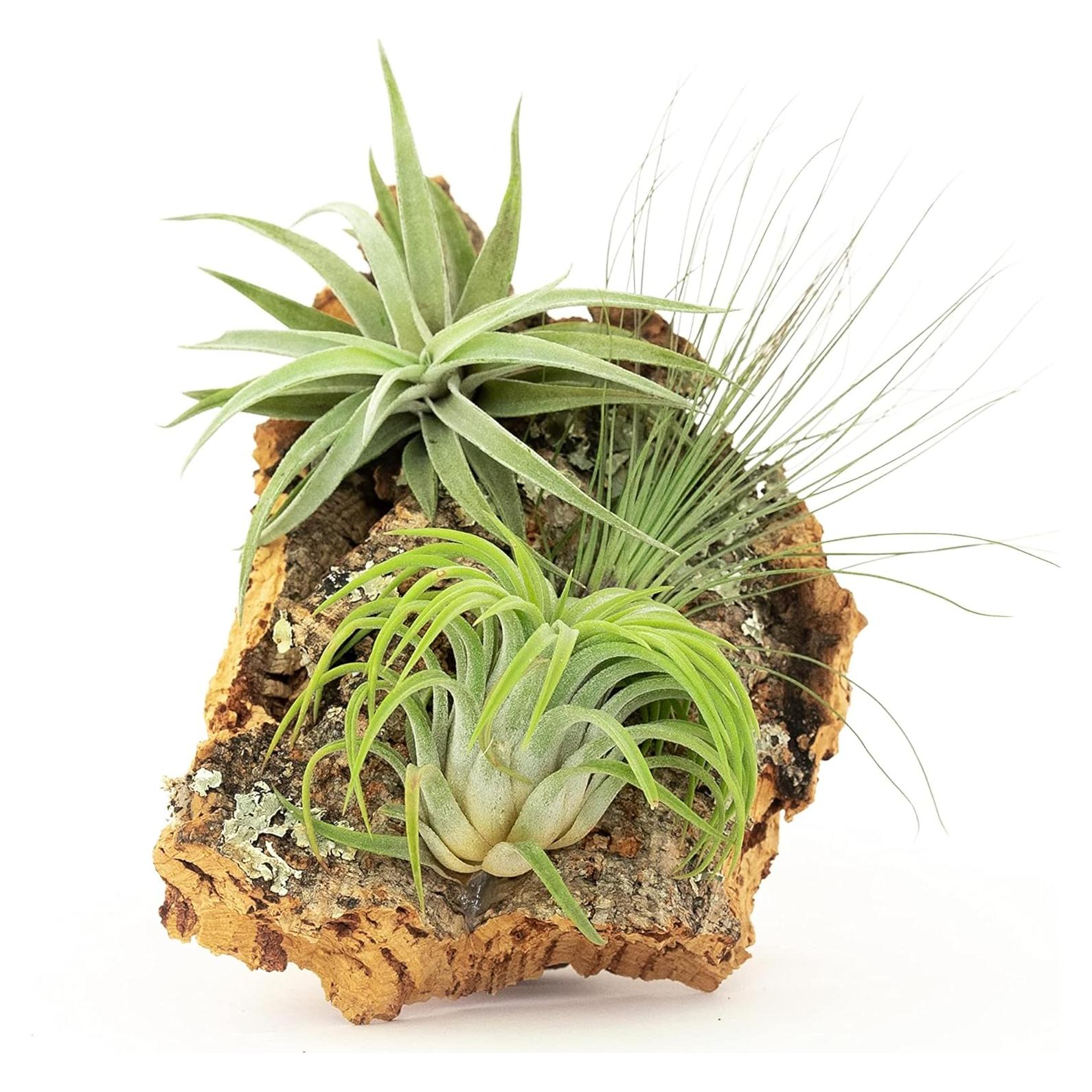 Kit DIY Corteza de Corcho Natural con 3 Plantas de Aire