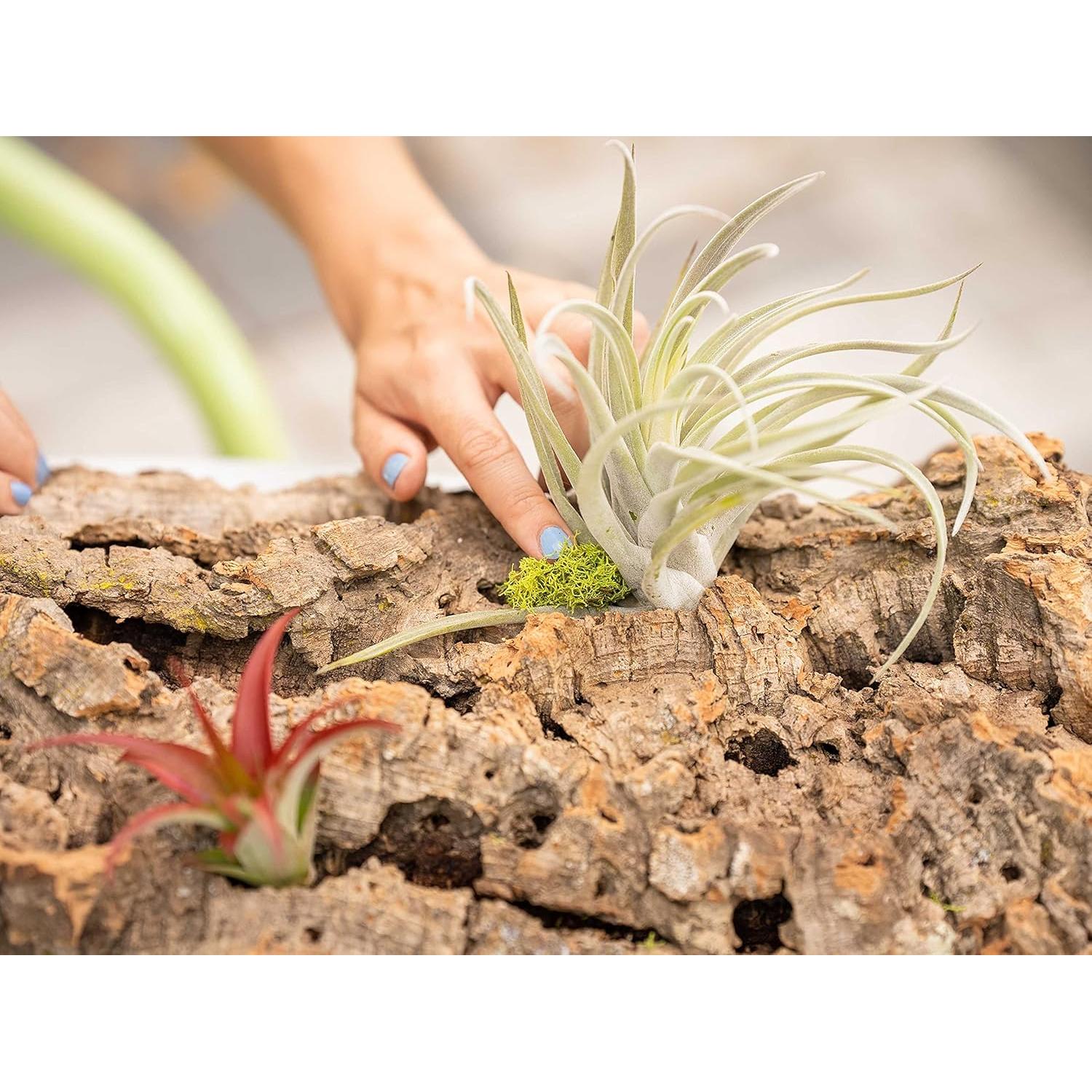 Kit DIY Corteza de Corcho Natural con 3 Plantas de Aire