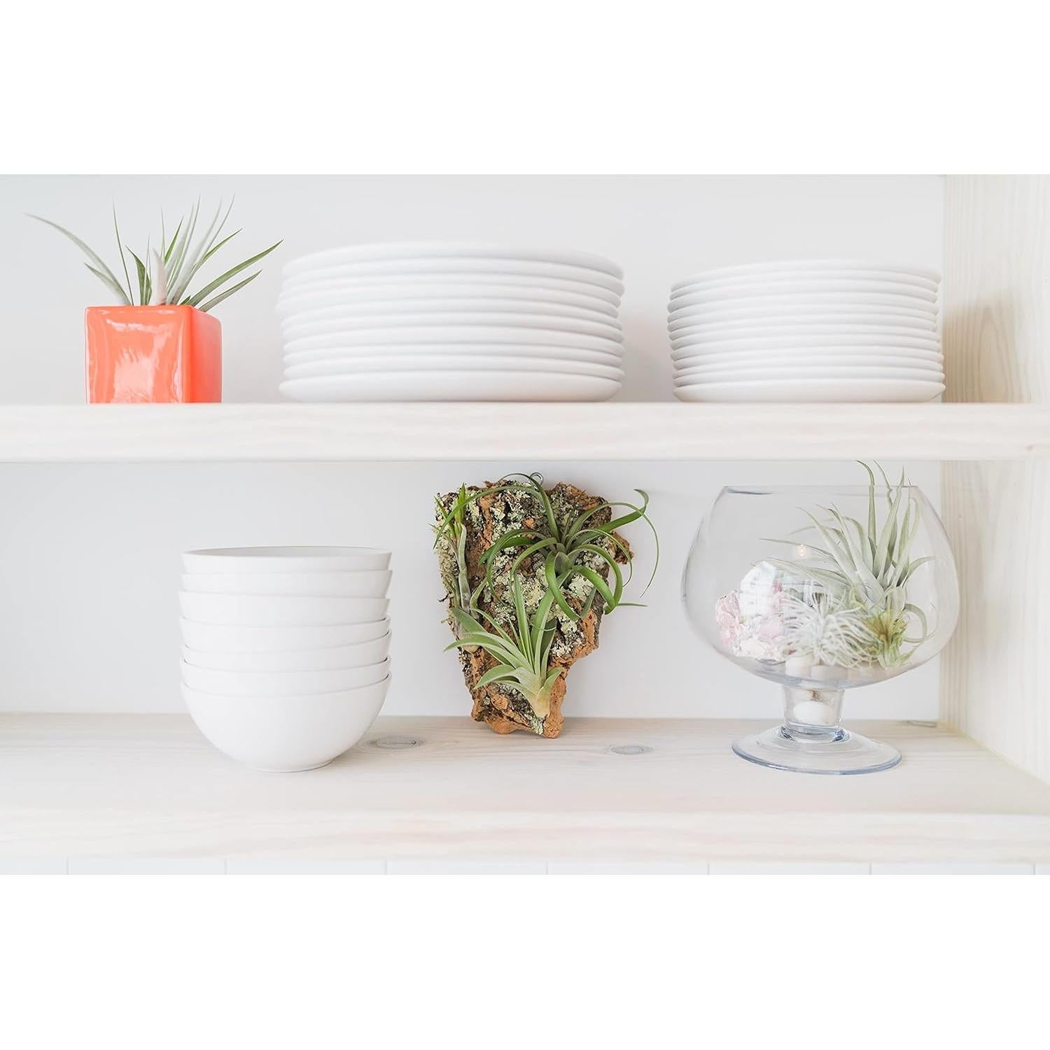 Kit DIY Corteza de Corcho Natural con 3 Plantas de Aire