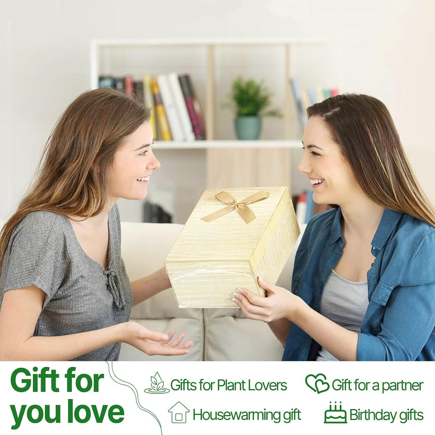 Kit de Terrario Corazón CYZglass - 4 Jarrones de Vidrio Rosa