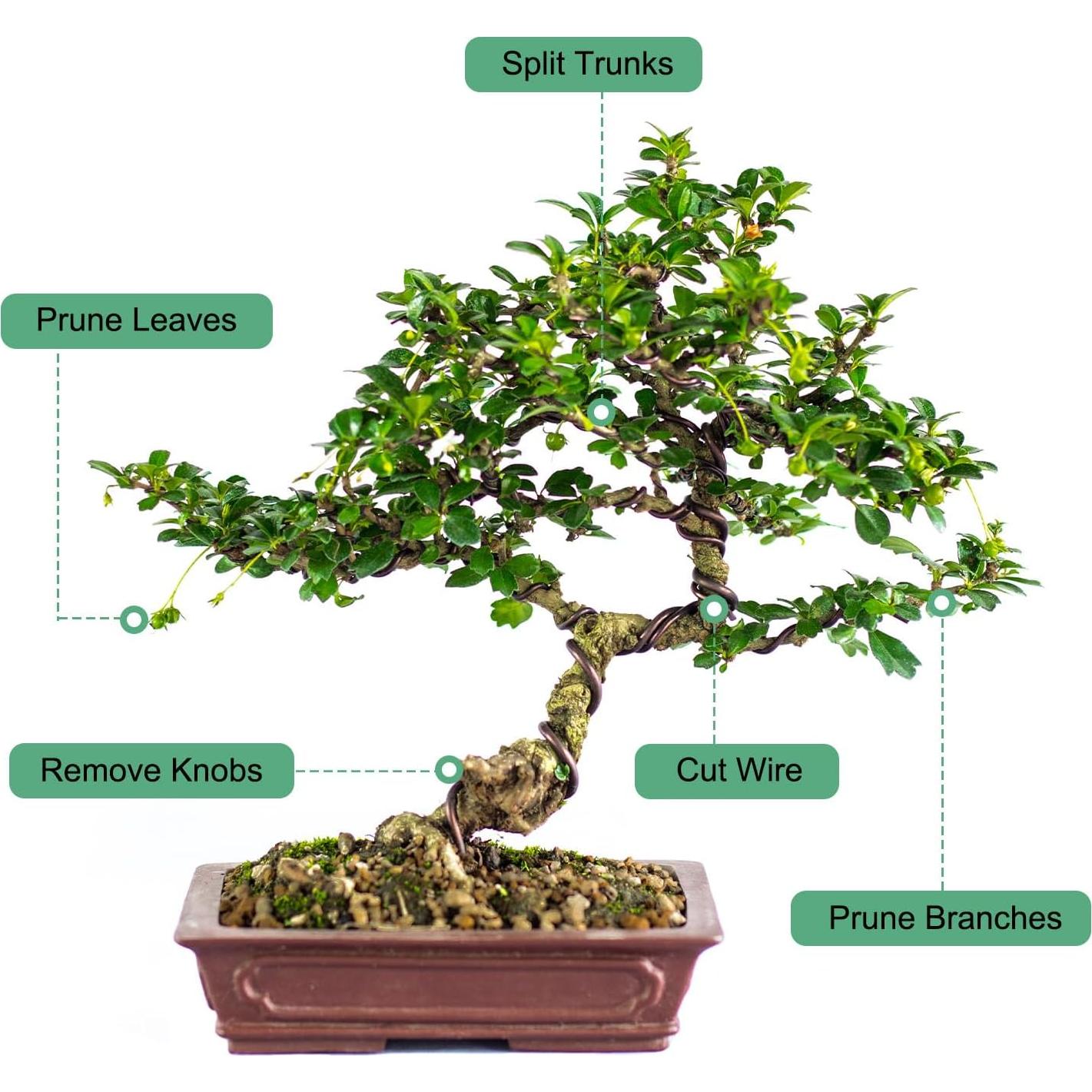 Juego de Herramientas de Bonsai 3 Piezas M METERXITY