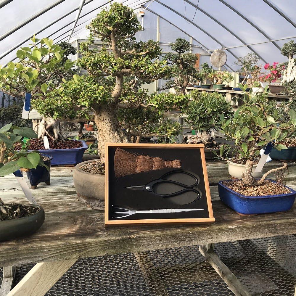 Kit de Herramientas Bonsai Tinyroots - 3 Piezas con Tijeras, Escoba y Rastrillo