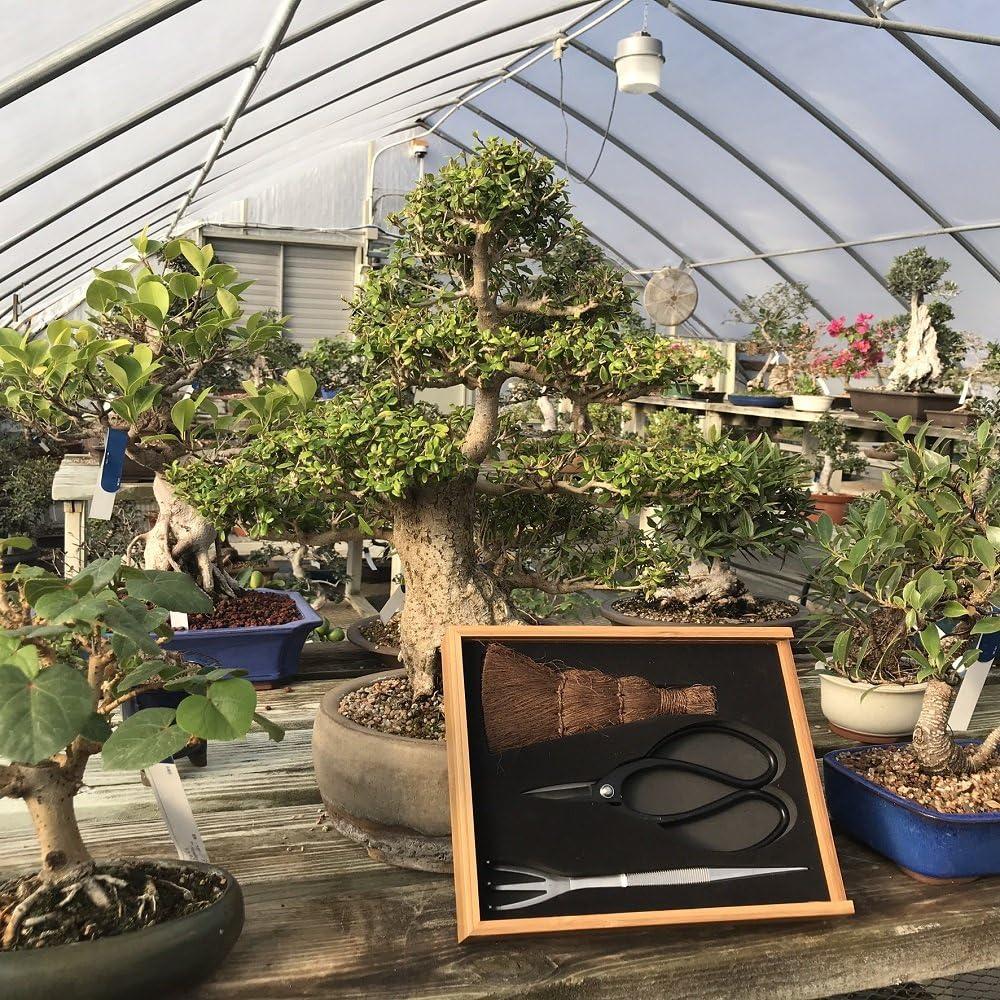 Kit de Herramientas Bonsai Tinyroots - 3 Piezas con Tijeras, Escoba y Rastrillo