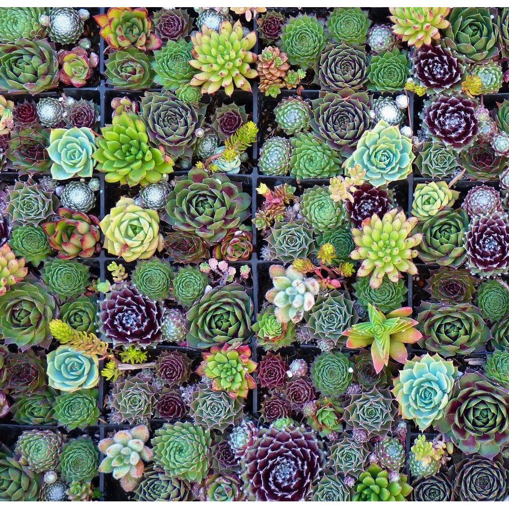 Juego de Herramientas de Jardín Edward Tools - Acero Inoxidable