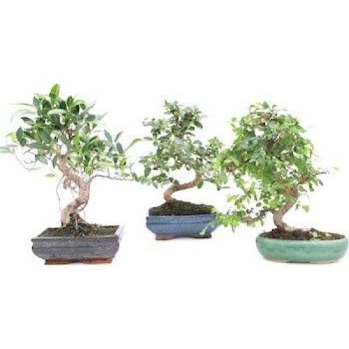 Juego de Herramientas de Jardín Edward Tools - Acero Inoxidable