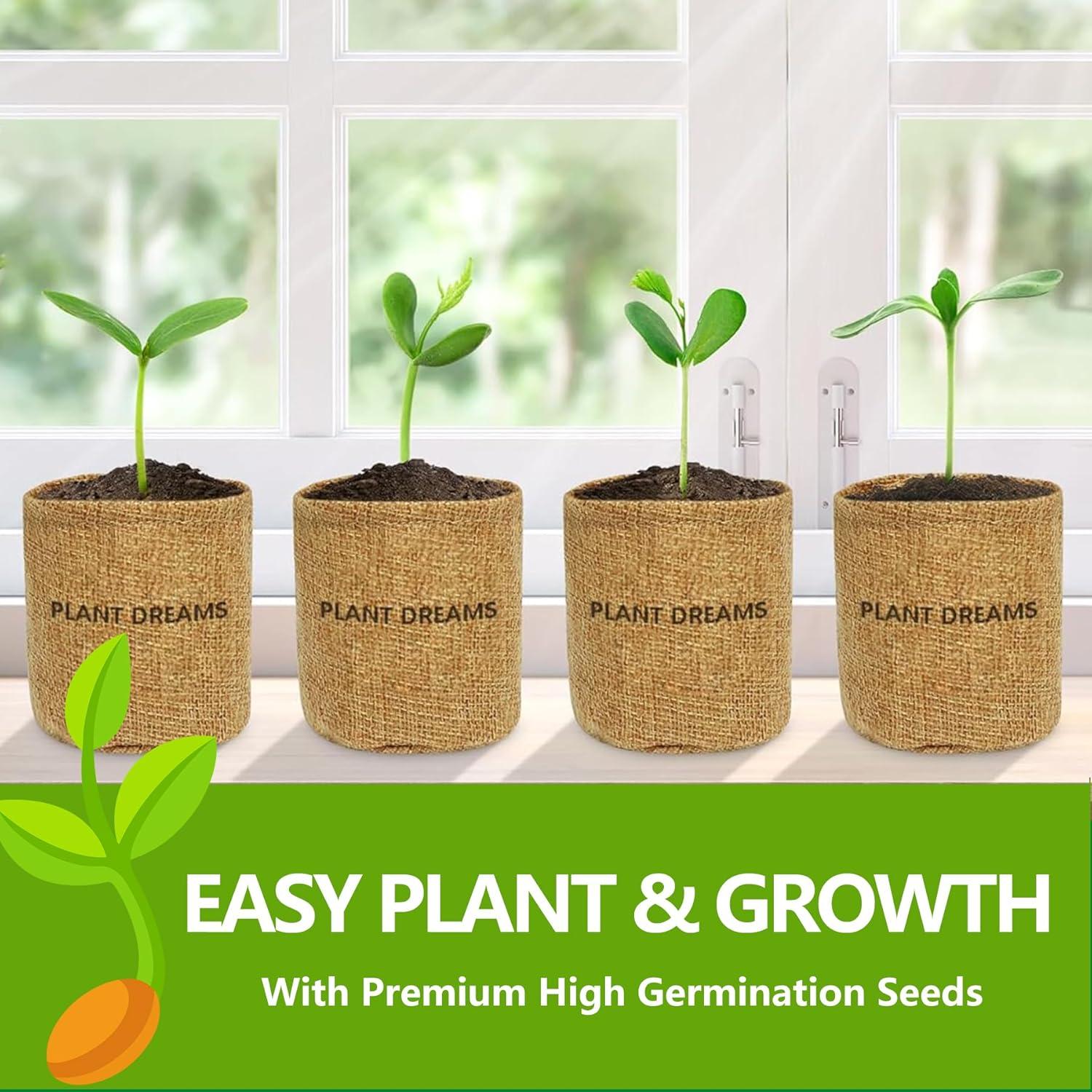 Kit de Bonsai Completo Endbug con 4 Semillas y Herramientas