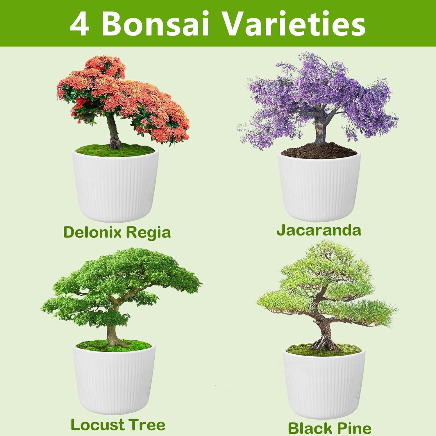 Kit de Bonsai Completo Endbug con 4 Semillas y Herramientas