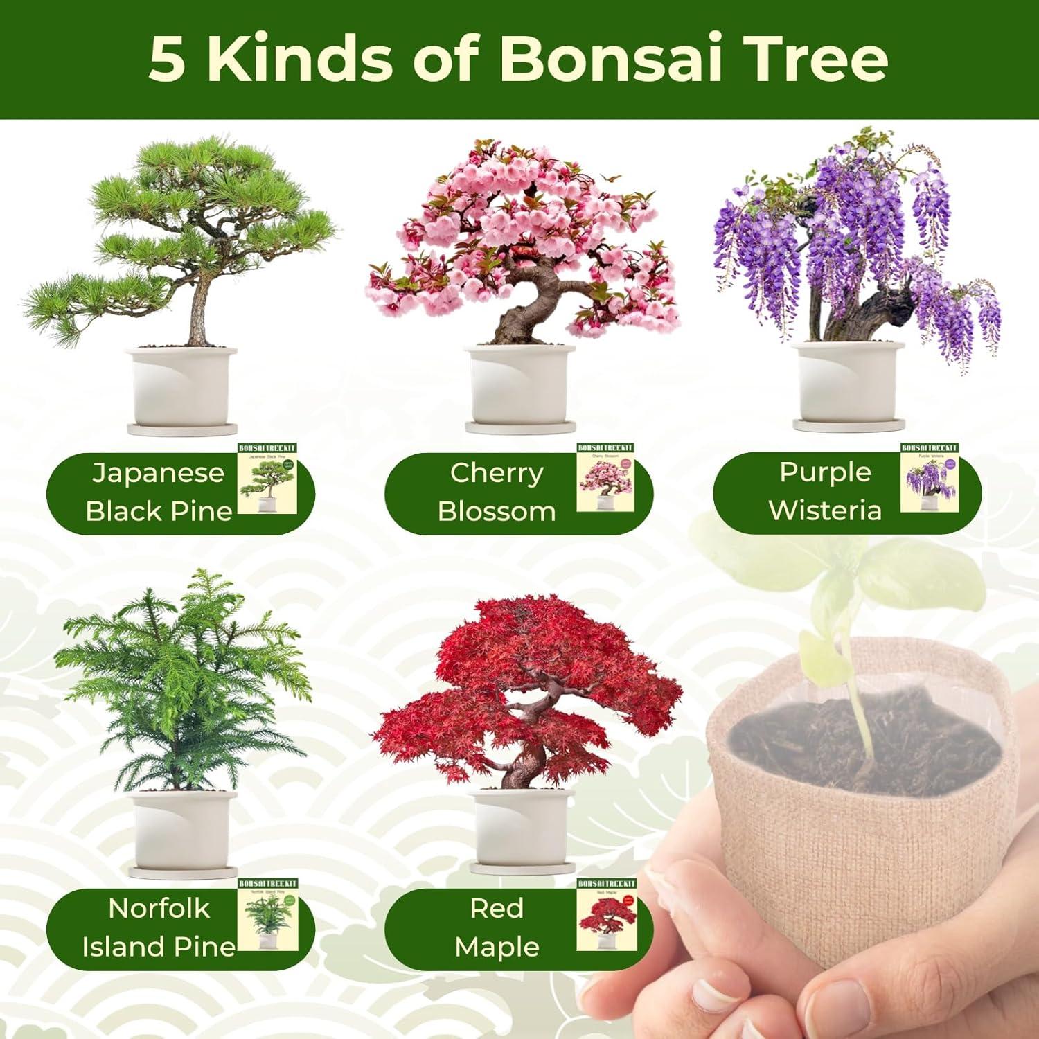 Kit de Bonsai EquSym - 5 Variedades con Herramientas y Tierra