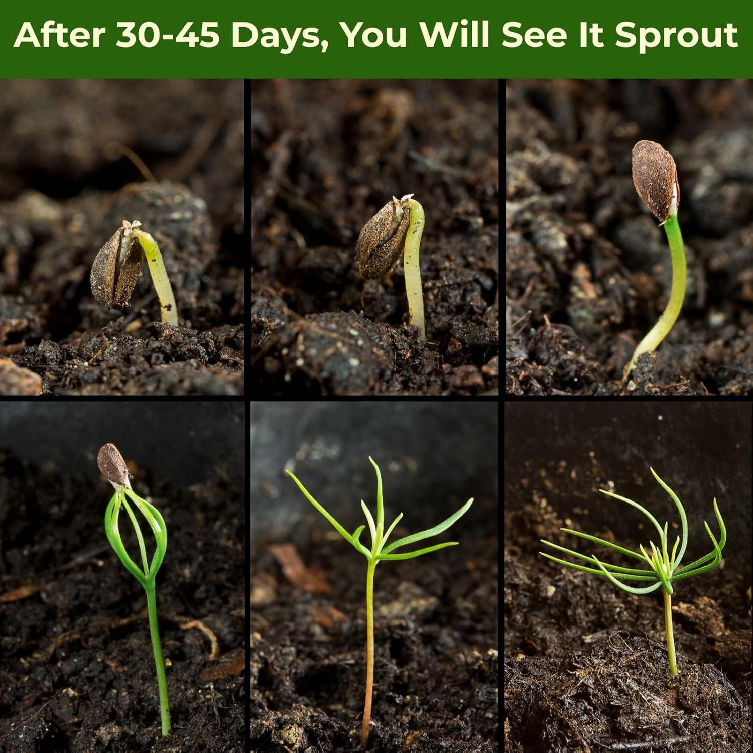 Kit de Bonsai EquSym - 5 Variedades con Herramientas y Tierra