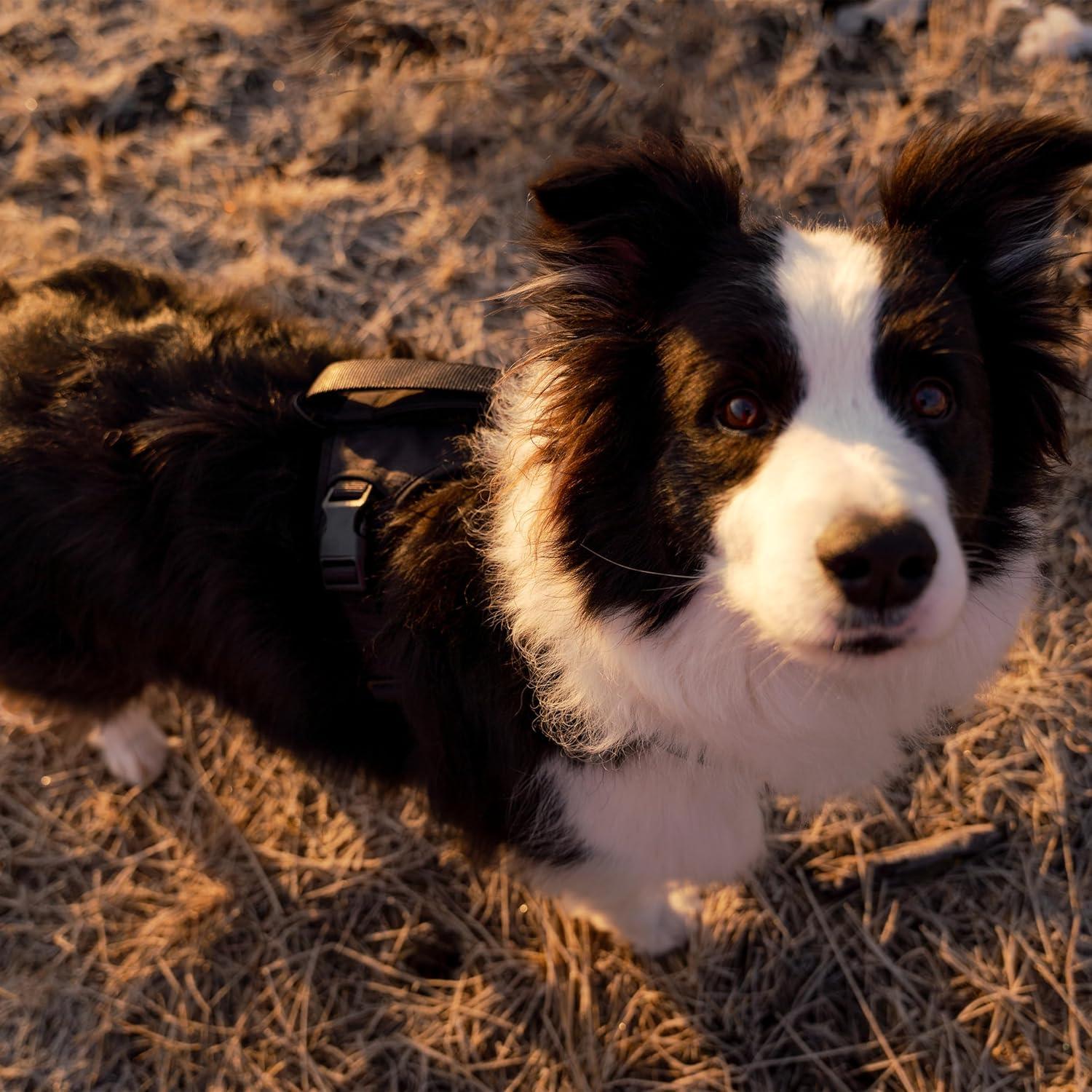 Arnés para Perros TUG Mediano Negro con Correa de Tráfico