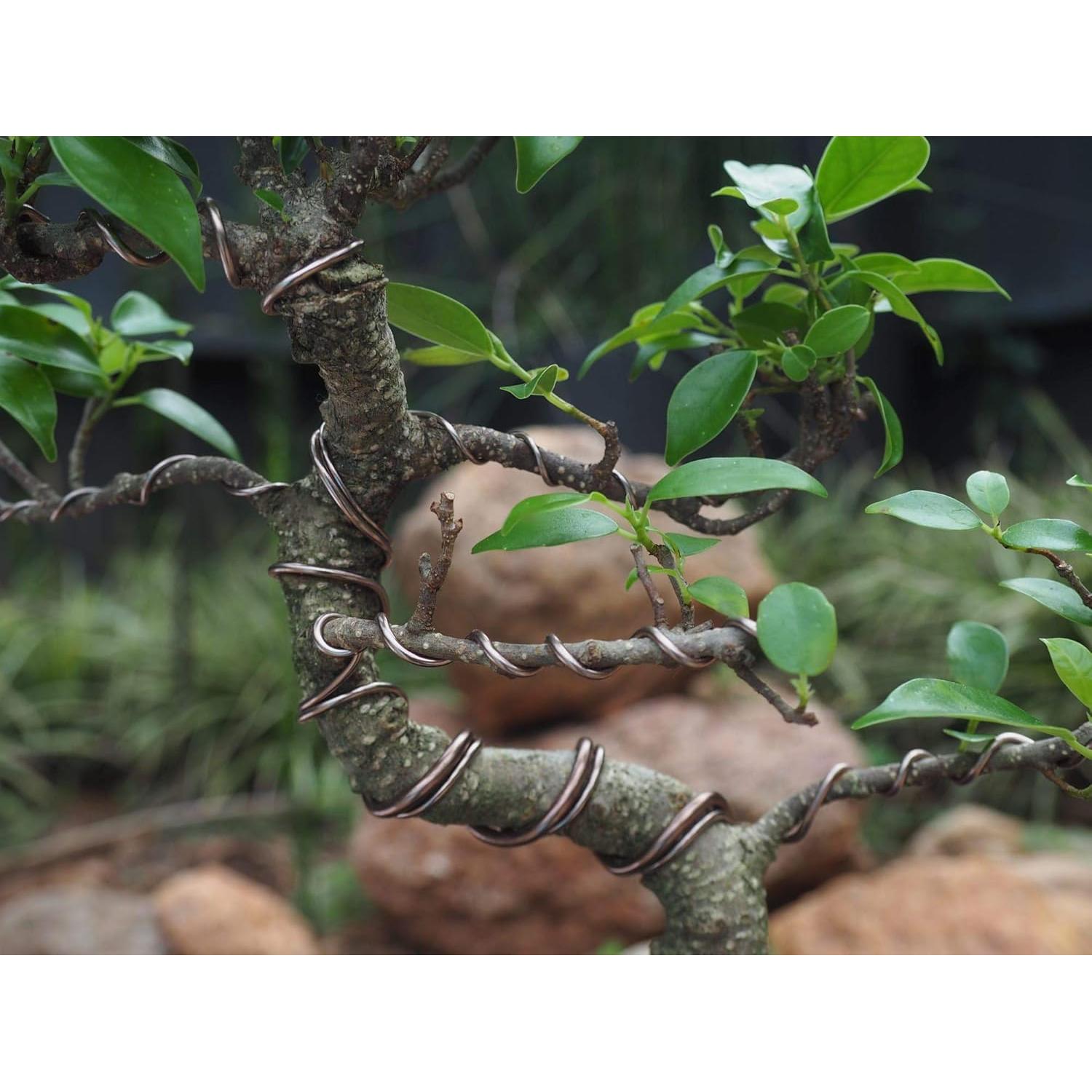 Juego de Alambre de Entrenamiento para Bonsai Grow A Bonsai Tree - 5 Tamaños, 44.8m, Aluminio Anodizado, Marrón