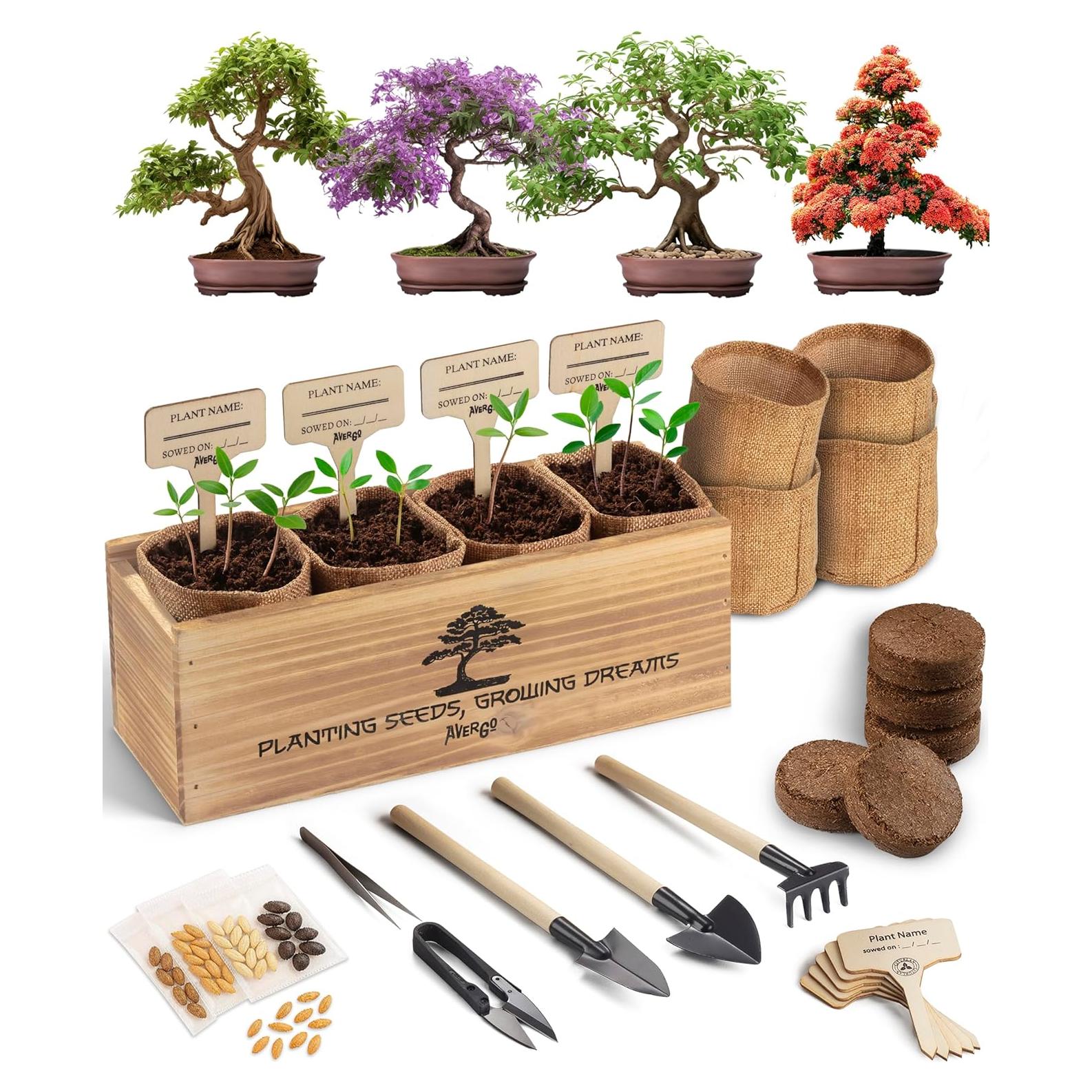 Kit de Árbol Bonsai AVERGO - 4 Árboles Japoneses para Interior
