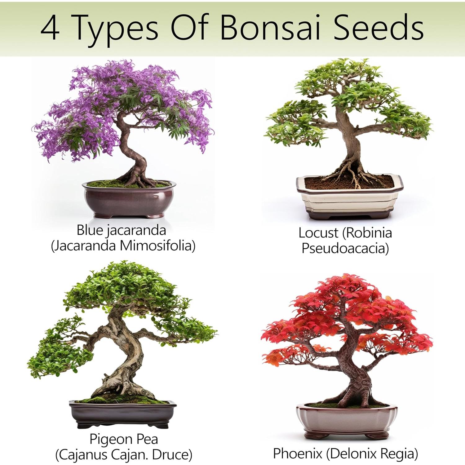 Kit de Árbol Bonsai AVERGO - 4 Árboles Japoneses para Interior