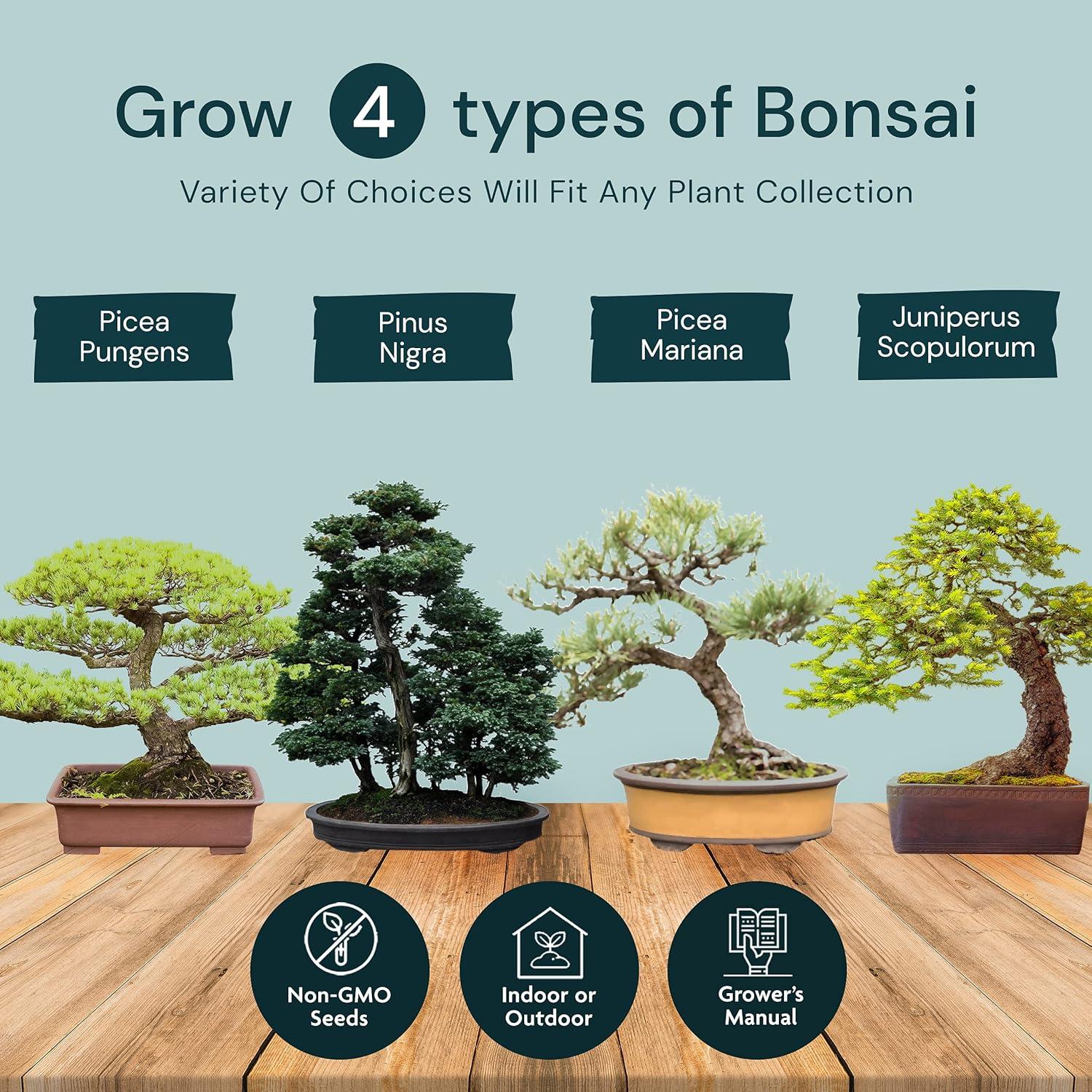 Kit de Bonsai Nature's Blossom - 4 Semillas, Herramientas y Guía