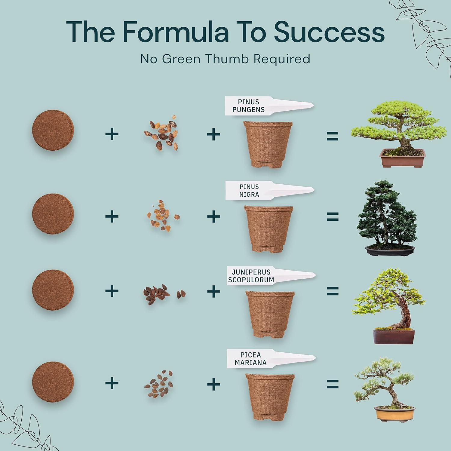 Kit de Bonsai Nature's Blossom - 4 Semillas, Herramientas y Guía