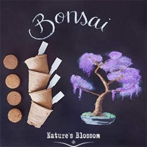 Kit de Bonsai Nature's Blossom - 4 Semillas, Herramientas y Guía