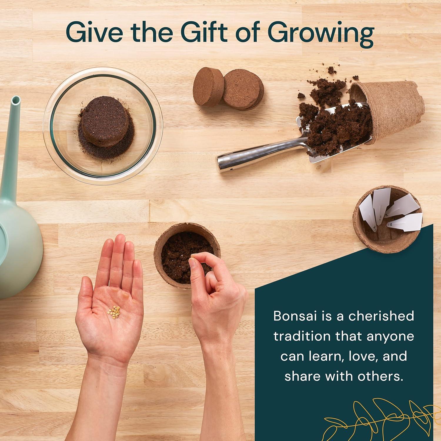 Kit de Bonsai Nature's Blossom - 4 Semillas, Herramientas y Guía