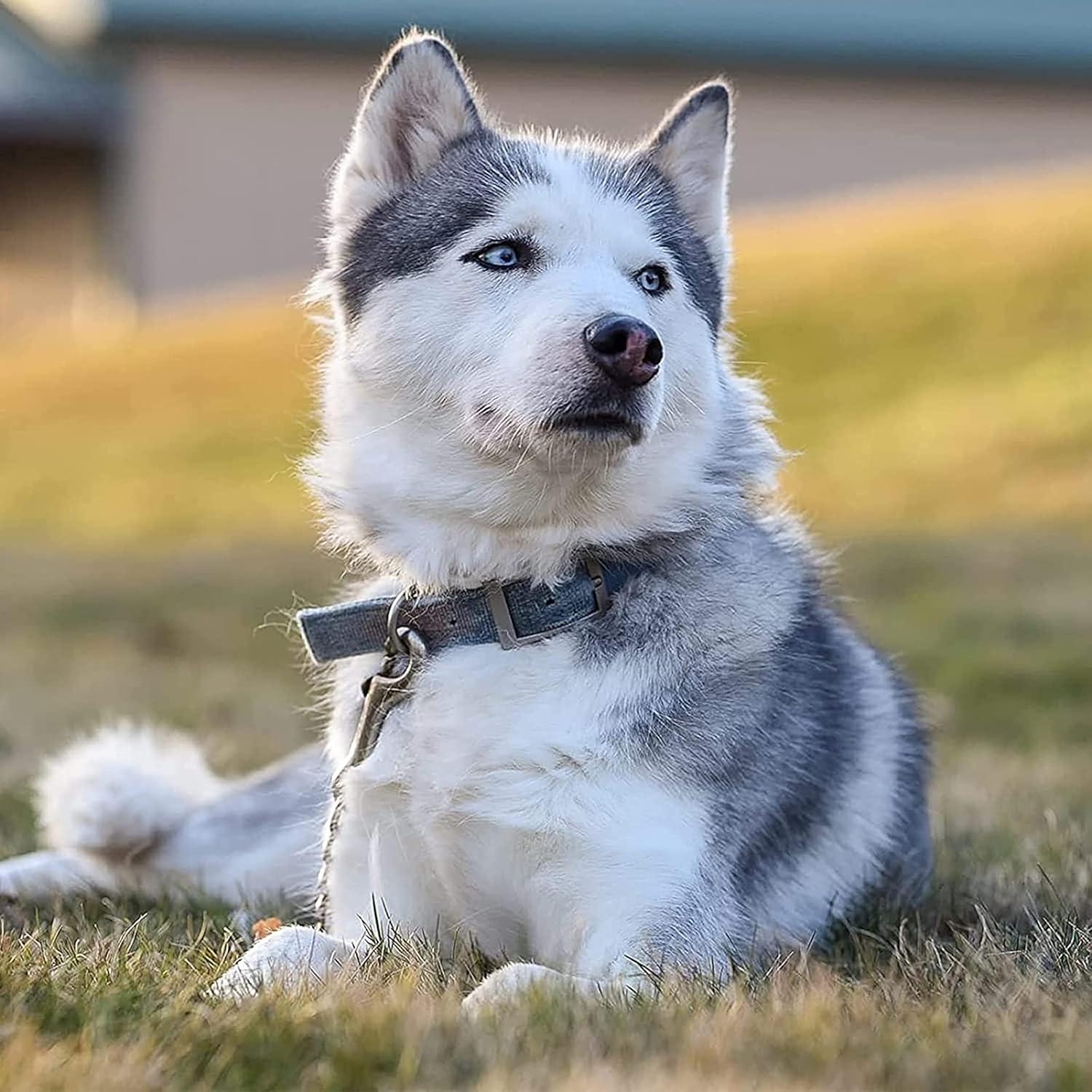 Clip de Seguridad para Collar de Perro MOZETO 18 cm Acero Inoxidable