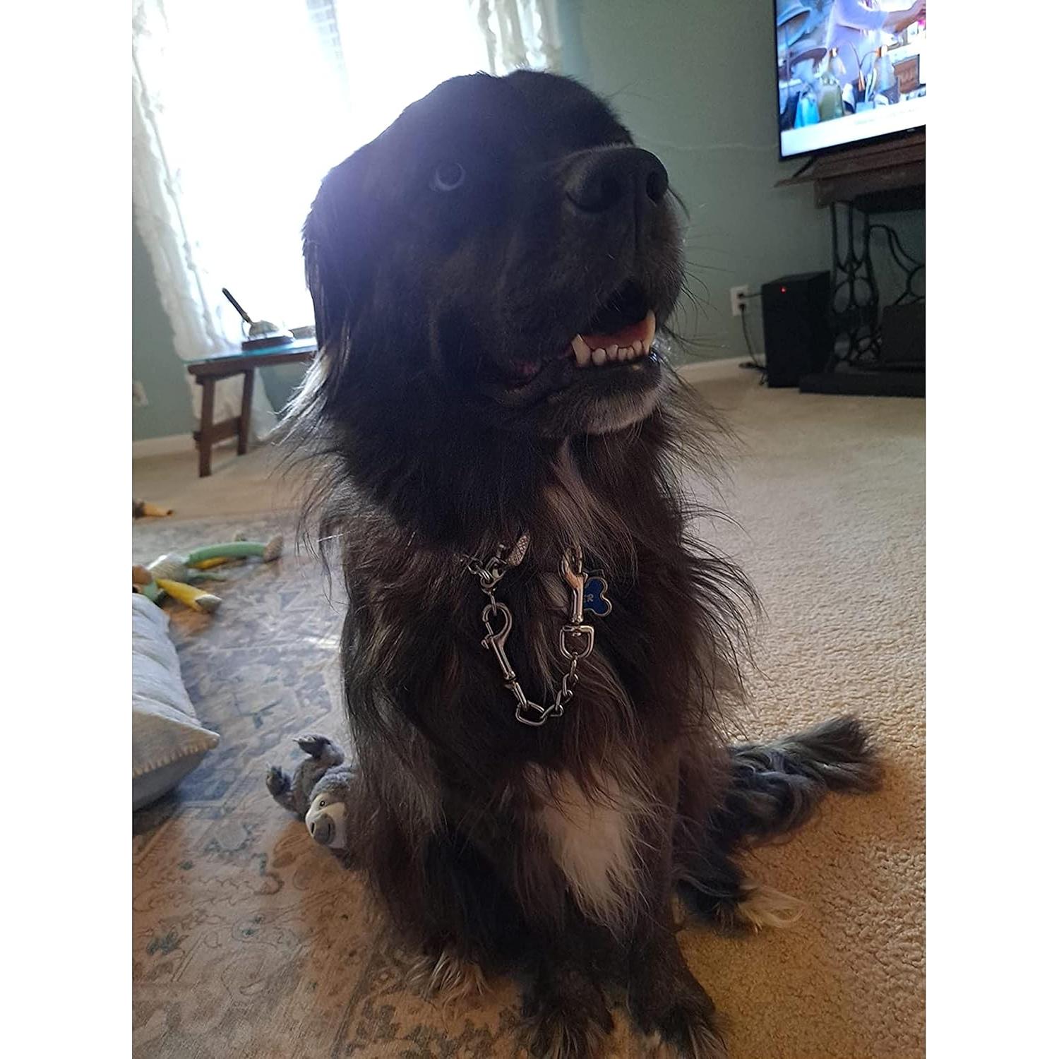 Clip de Seguridad para Collar de Perro MOZETO 18 cm Acero Inoxidable