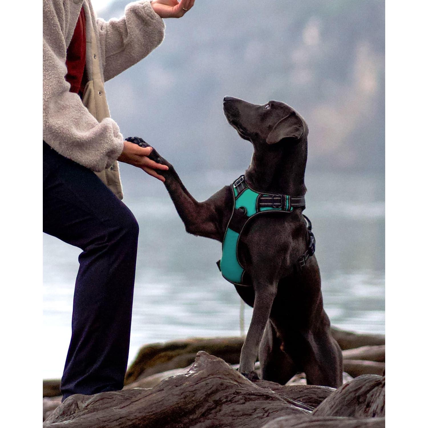 Arnés para Perros Joytale Mediano Acolchado Reflectante Verde